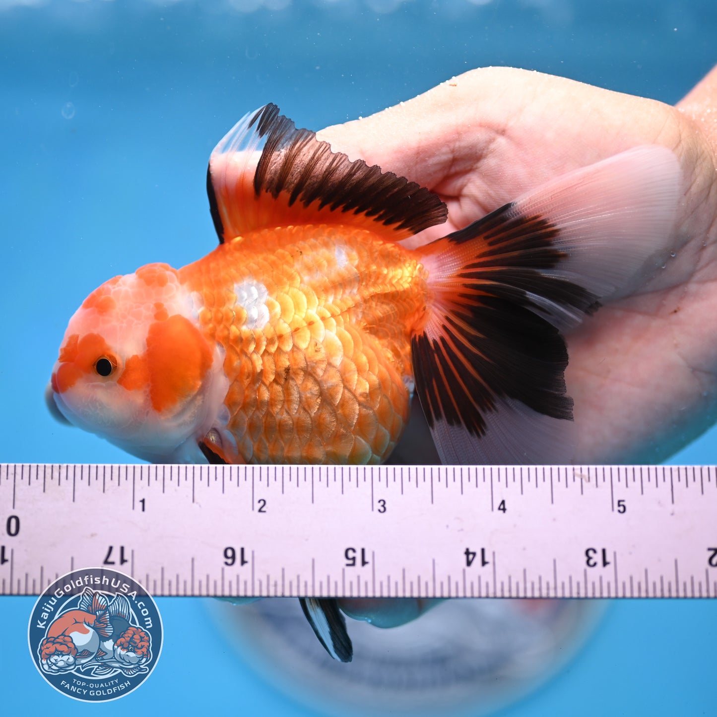 Tricolor Oranda 3.5 inches Body (250530_OR17)