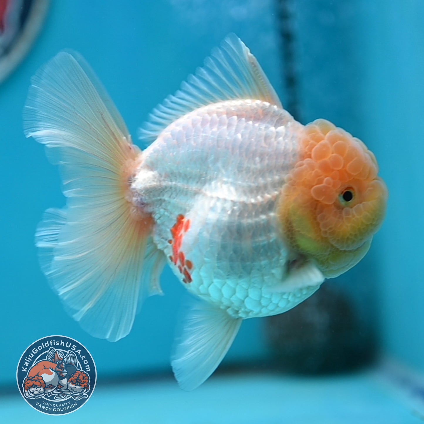 Lemon Head Red White Rose Tail Oranda 4 inches Body (250502_OR17)