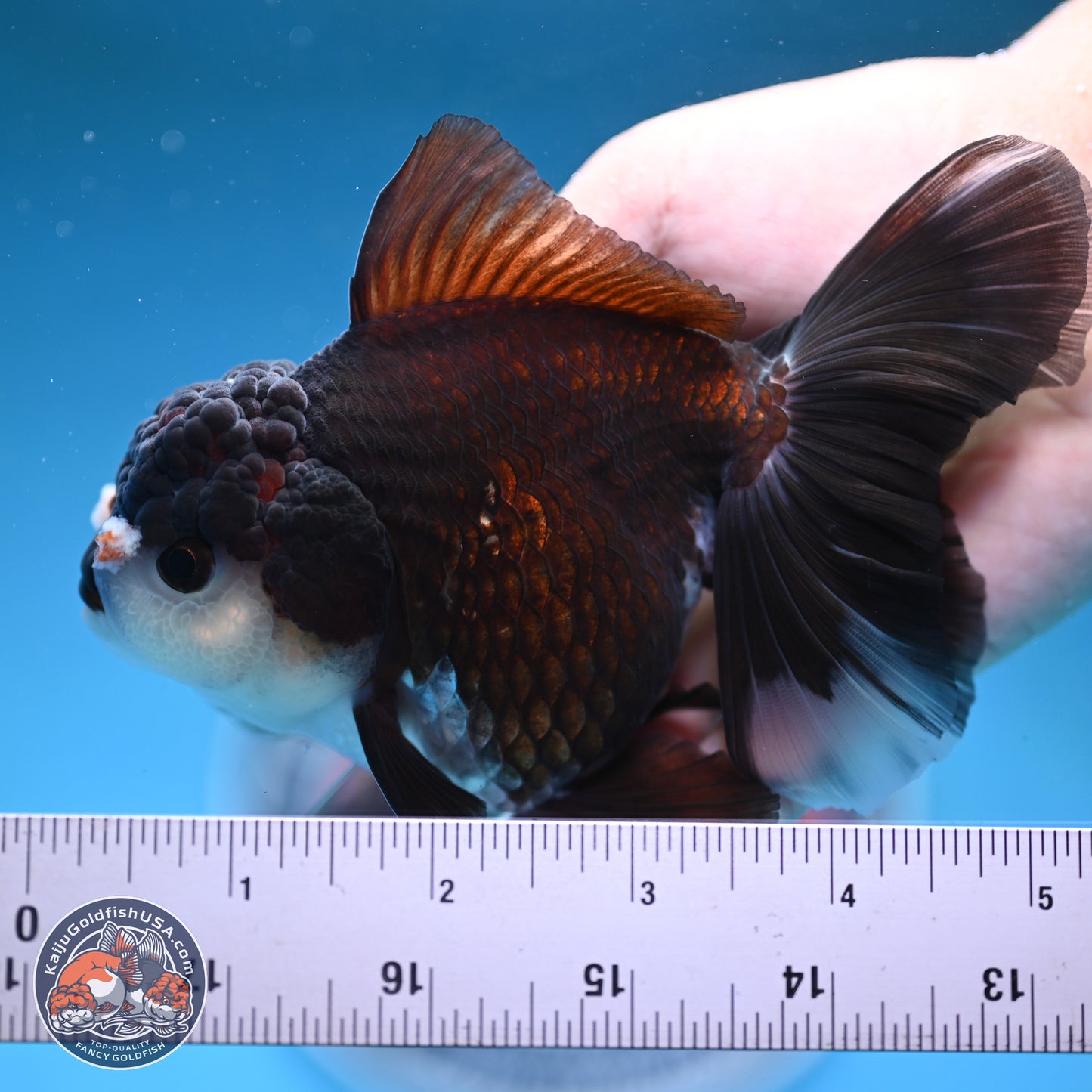 Panda Rose Tail Oranda 5 inches (241025_OR17) - Kaiju Goldfish USA