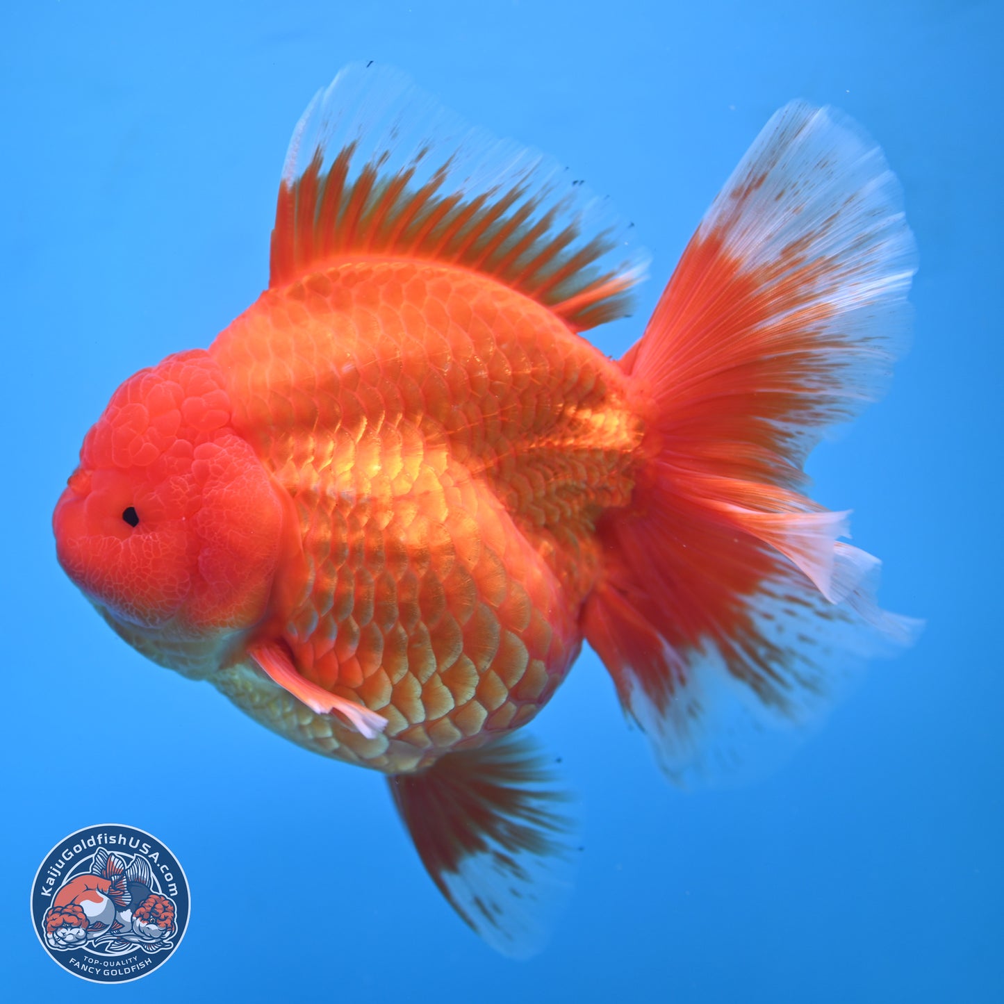 Super Jumbo Shogun Classic Red Rose Tail Oranda 7.5 inches - Female (241115_OR17) - Kaiju Goldfish USA