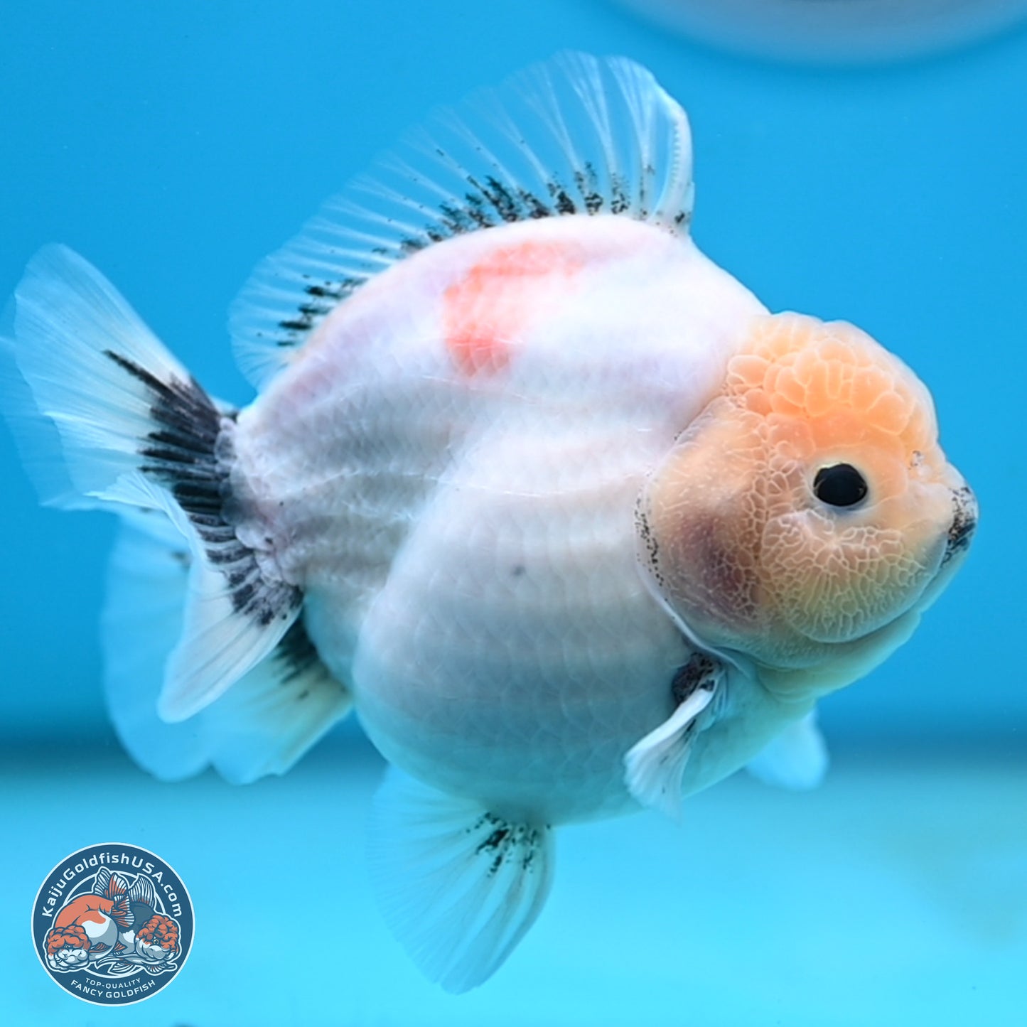 Shogun Jade Head Sakura Oranda 4 inches Body - Female(250131_OR17)