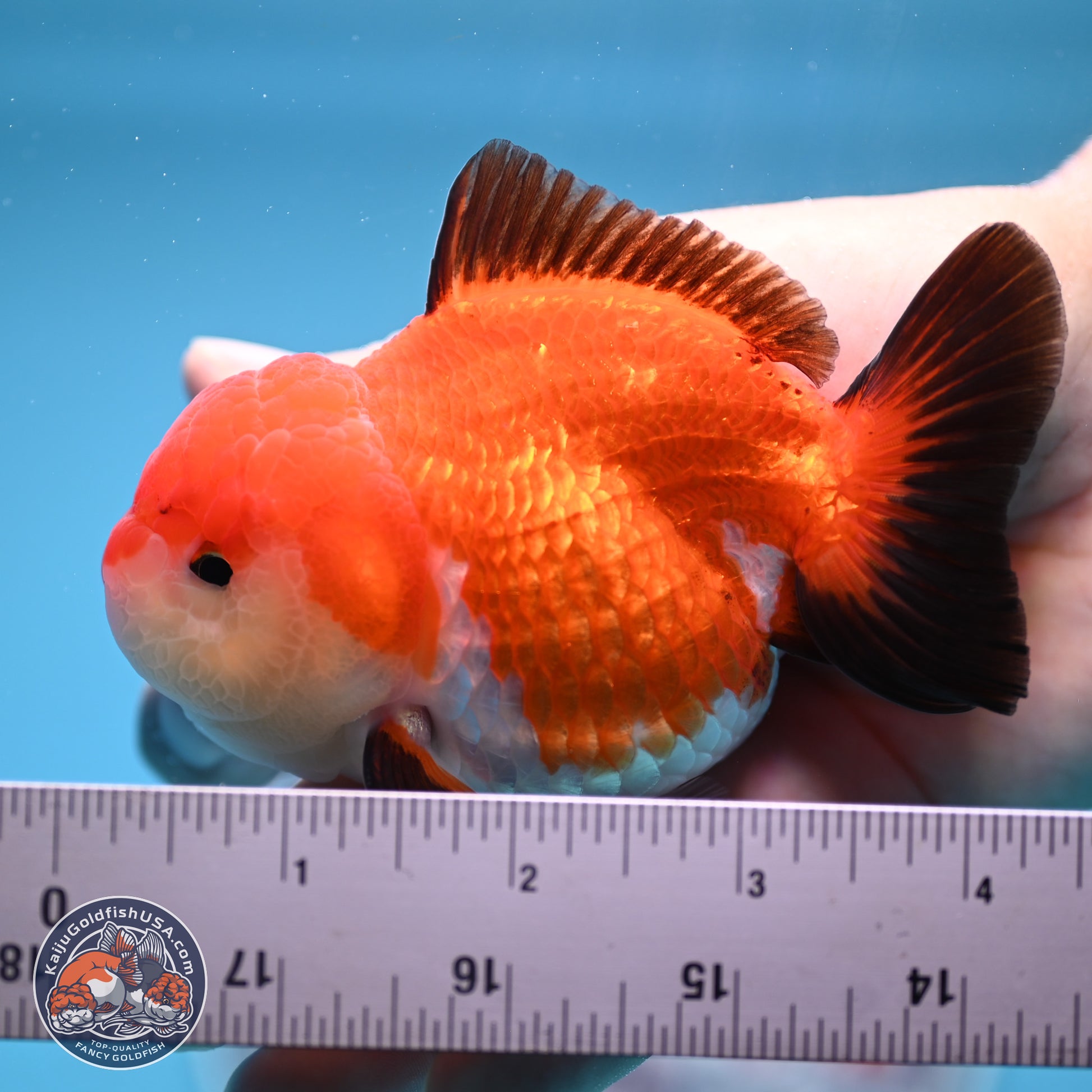 Tricolor Oranda 3.5-4 inches (241004_OR17) - Kaiju Goldfish USA