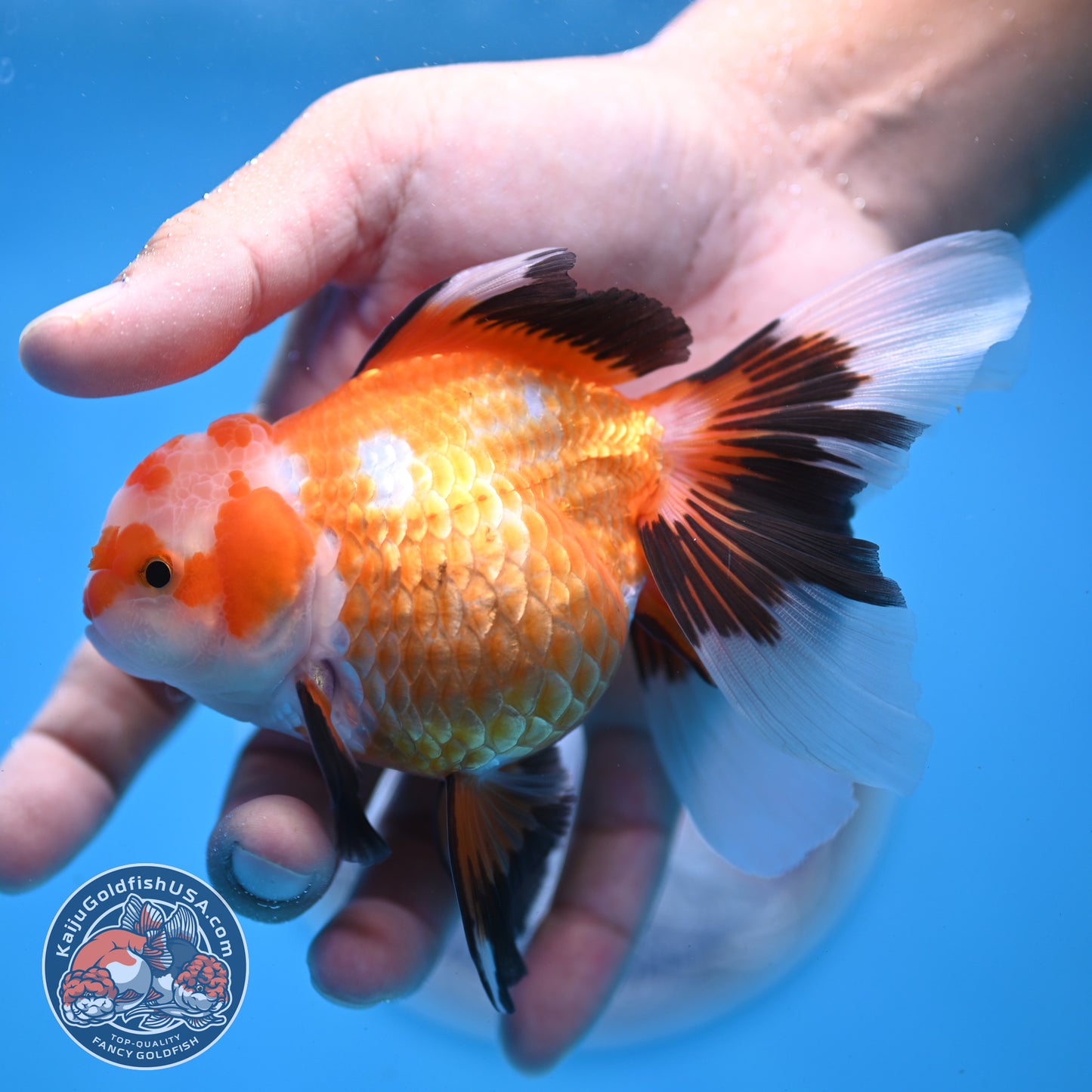Tricolor Oranda 3.5 inches Body (250530_OR17)