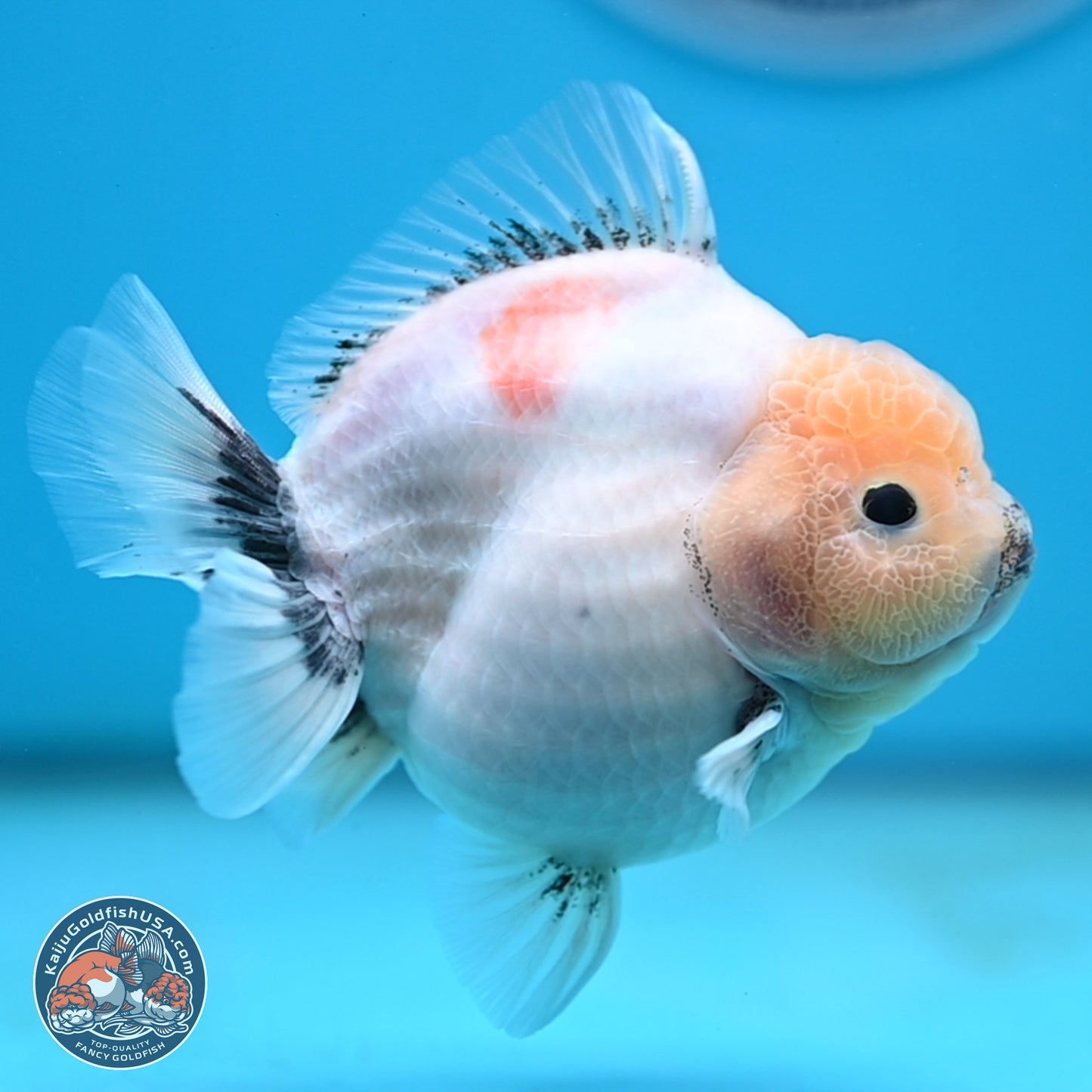 Shogun Jade Head Sakura Oranda 4 inches Body - Female(250131_OR17)