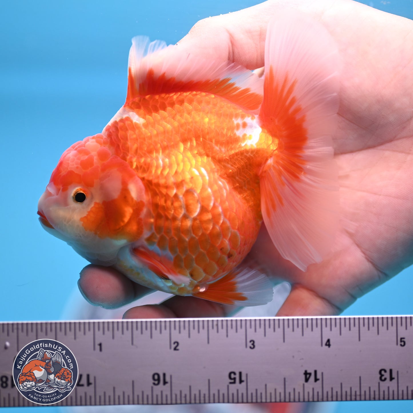 Red White Rose Tail Oranda 4.5 inches - Female (241122_OR17) - Kaiju Goldfish USA