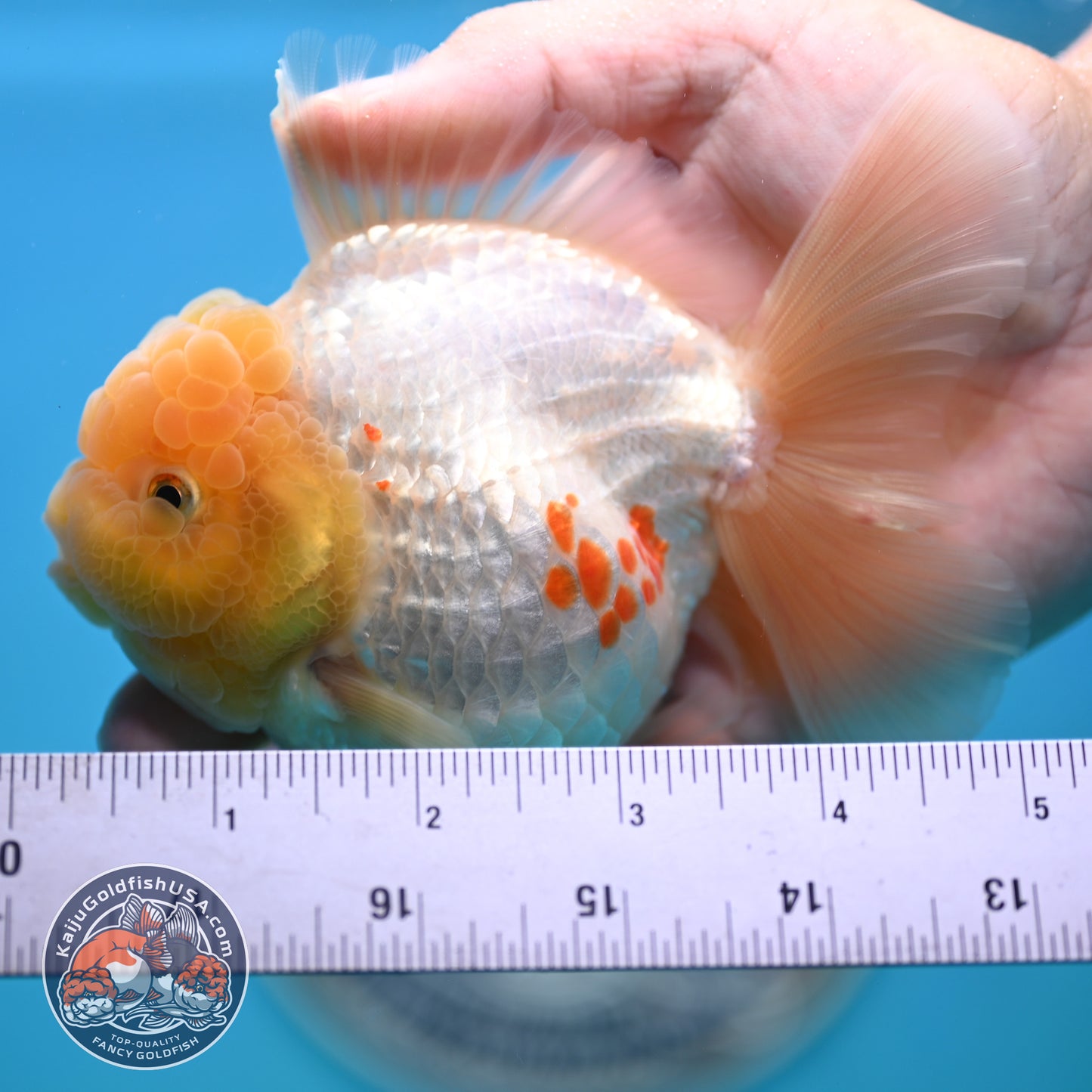 Lemon Head Red White Rose Tail Oranda 4 inches Body (250502_OR17)
