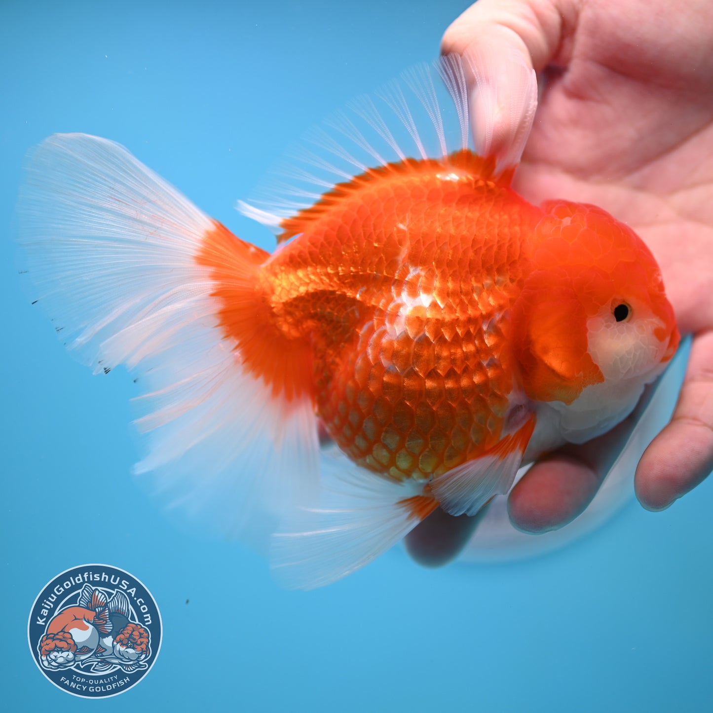 Red White Rose Tail Oranda 4 inches Body - Female (250418_OR17)