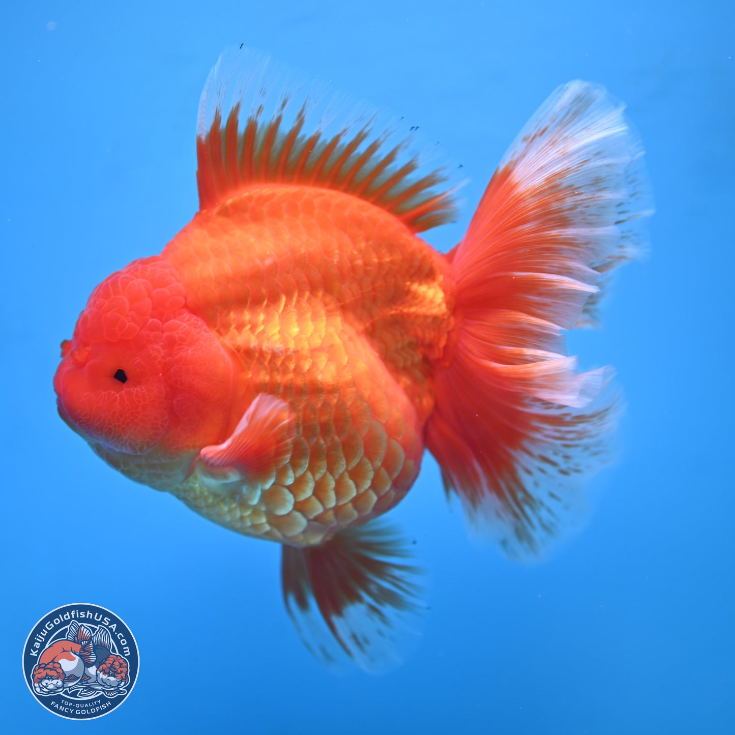 Super Jumbo Shogun Classic Red Rose Tail Oranda 7.5 inches - Female (241115_OR17) - Kaiju Goldfish USA