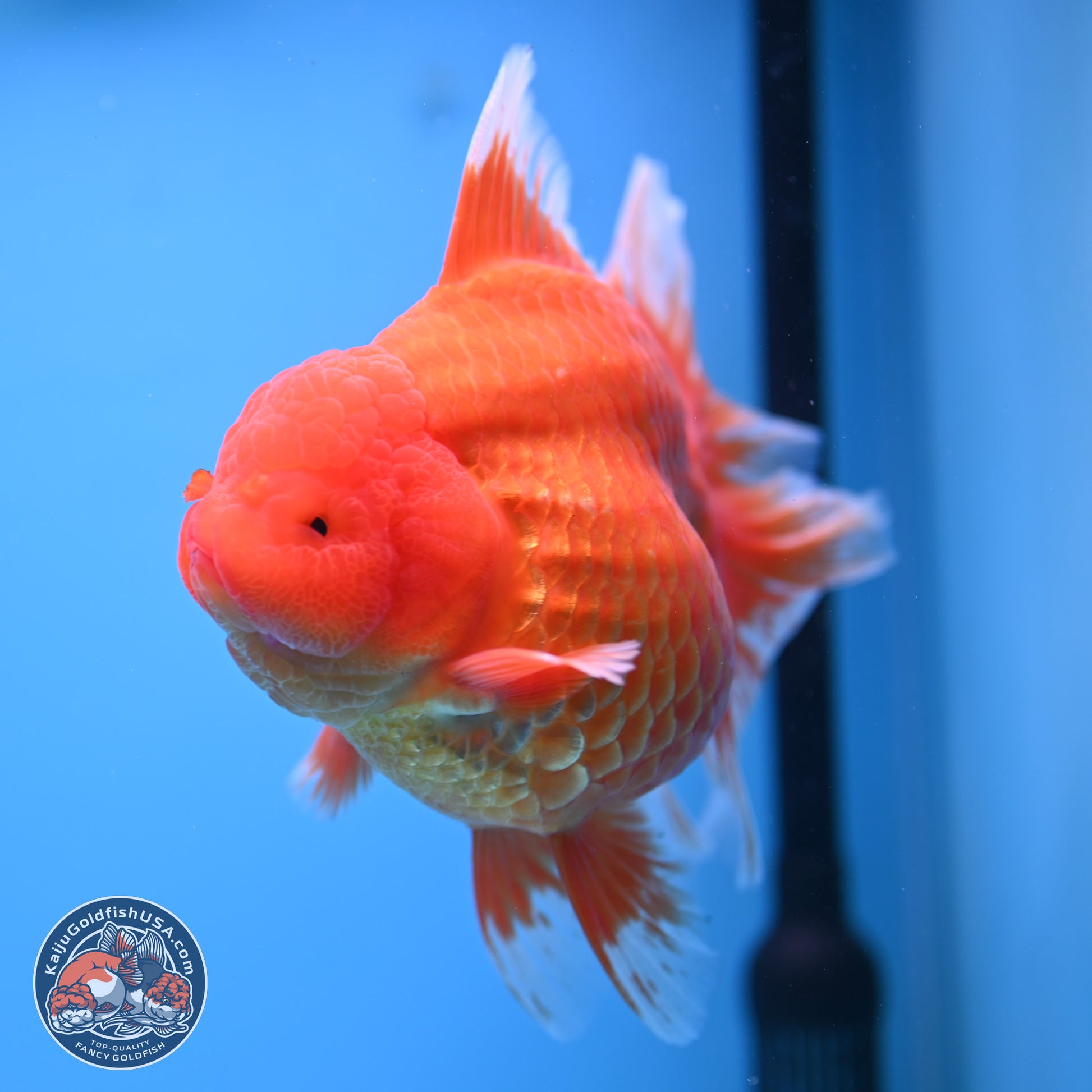 Super Jumbo Shogun Classic Red Rose Tail Oranda 7.5 inches - Female (241115_OR17) - Kaiju Goldfish USA