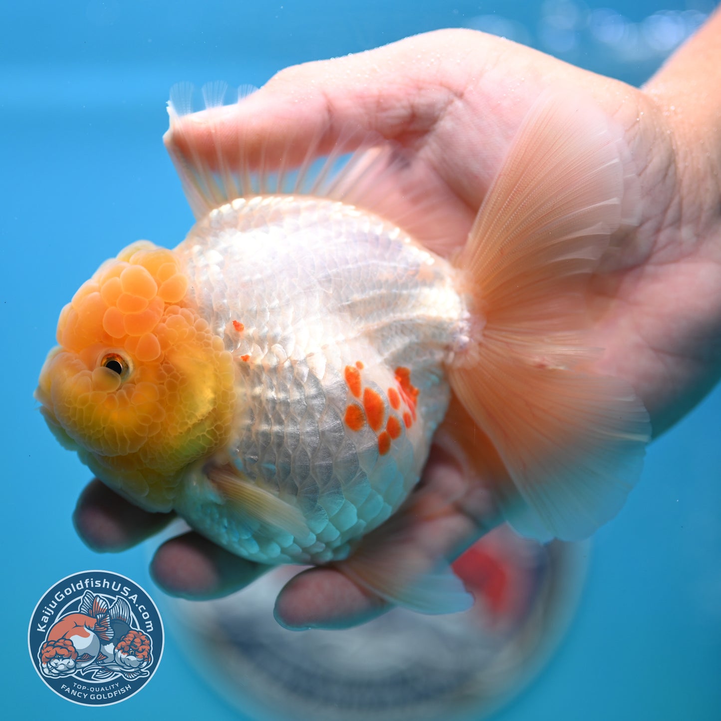 Lemon Head Red White Rose Tail Oranda 4 inches Body (250502_OR17)