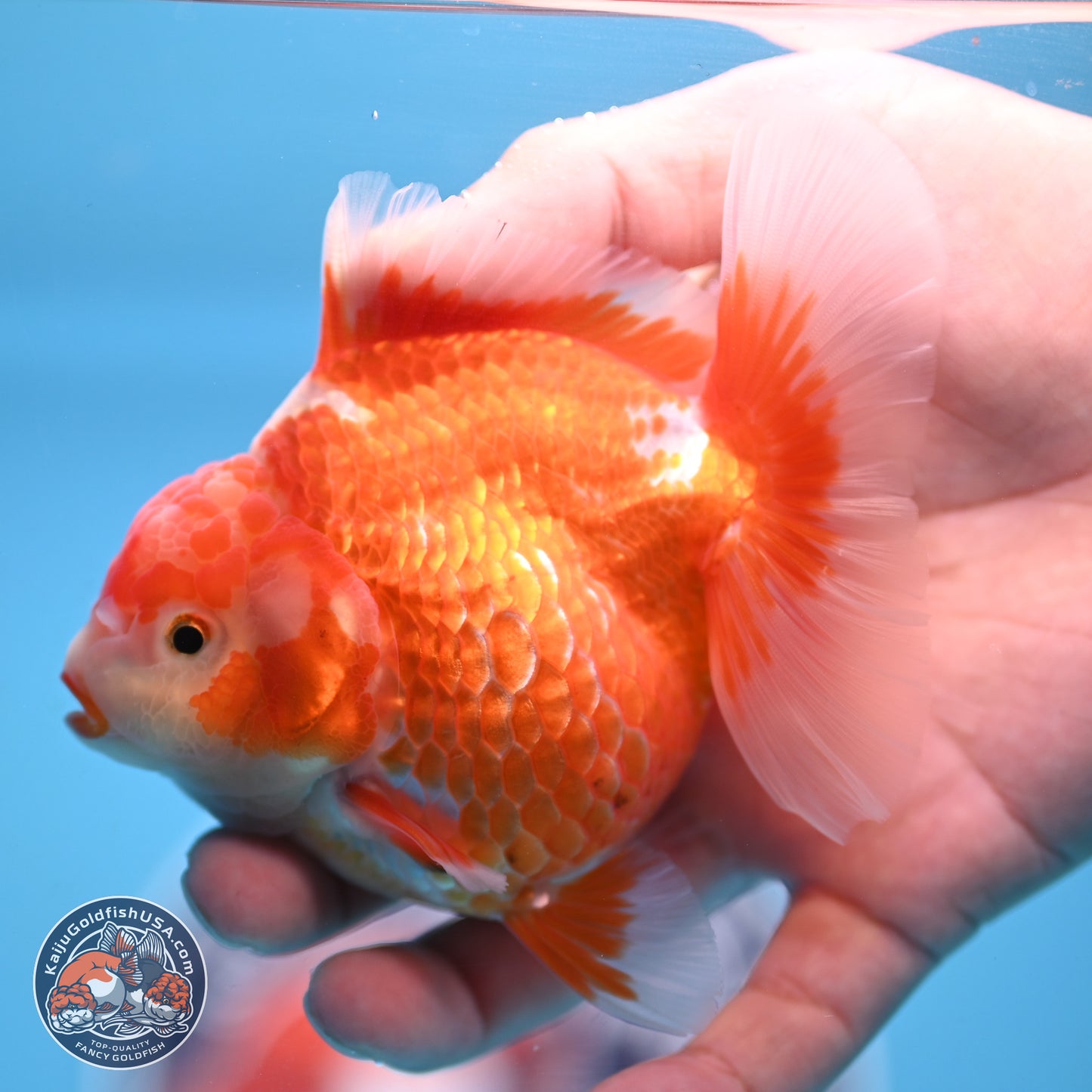 Red White Rose Tail Oranda 4.5 inches - Female (241122_OR17) - Kaiju Goldfish USA