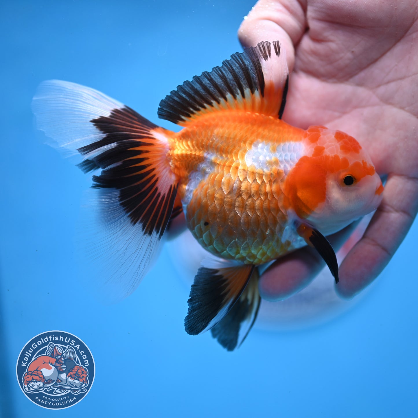 Tricolor Oranda 3.5 inches Body (250530_OR17)