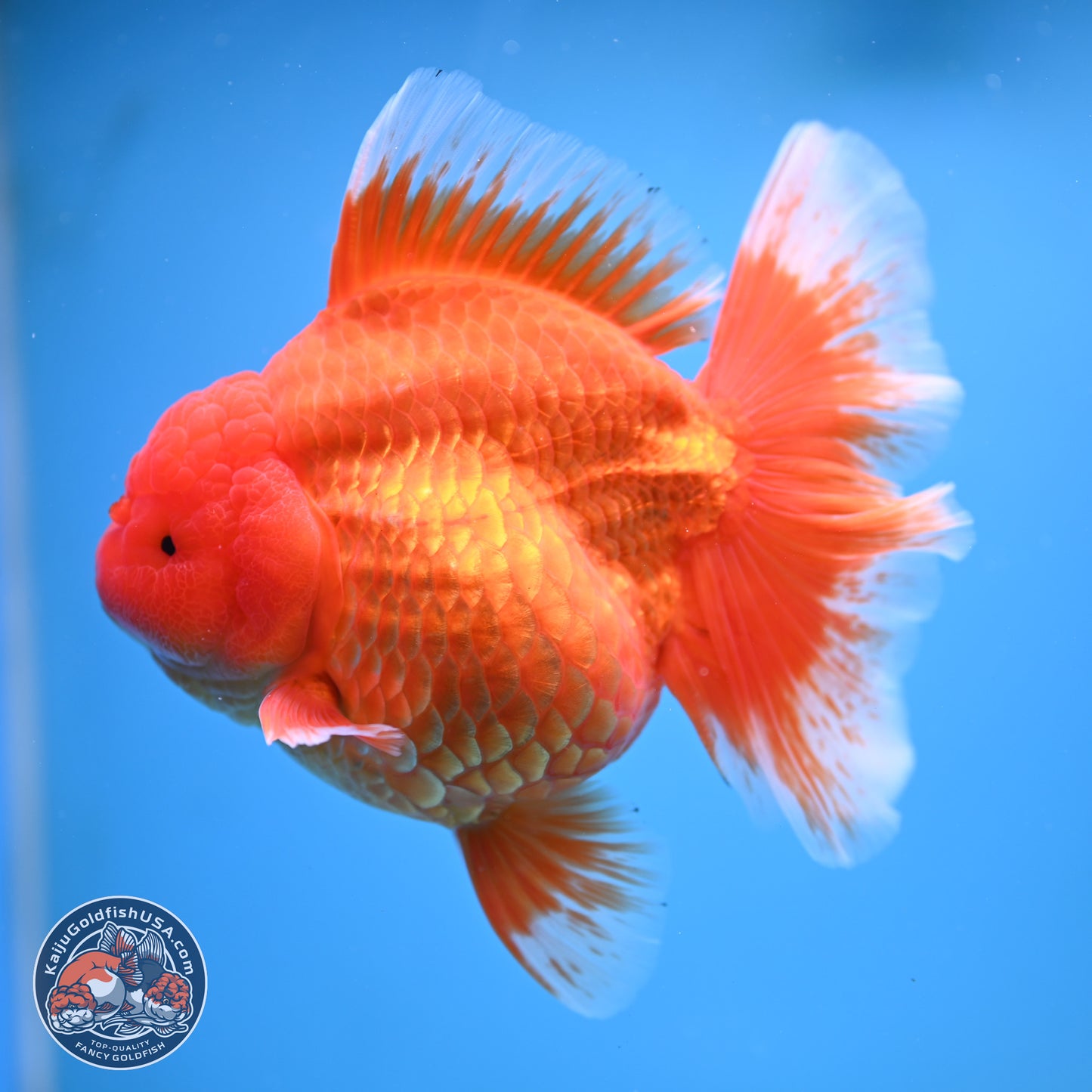 Super Jumbo Shogun Classic Red Rose Tail Oranda 7.5 inches - Female (241115_OR17) - Kaiju Goldfish USA