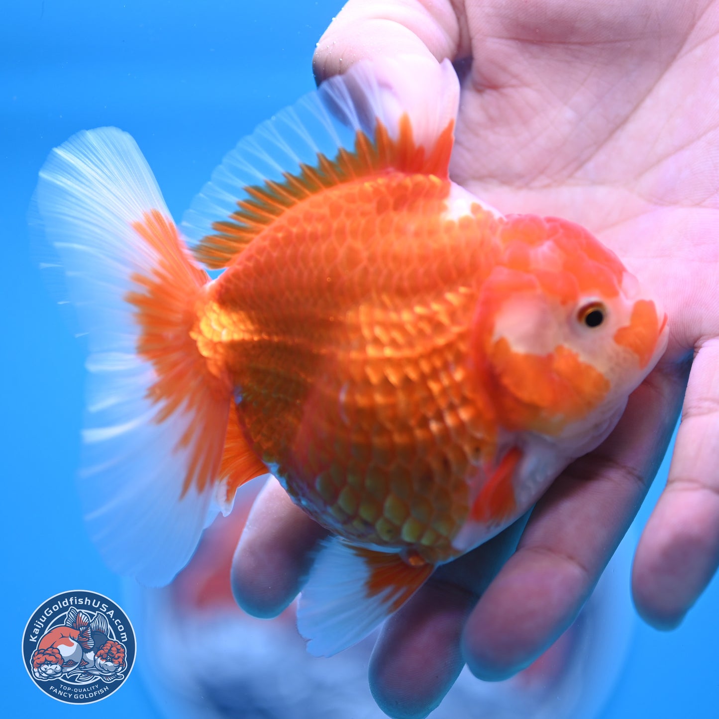 Red White Rose Tail Oranda 4.5 inches - Female (241122_OR17) - Kaiju Goldfish USA