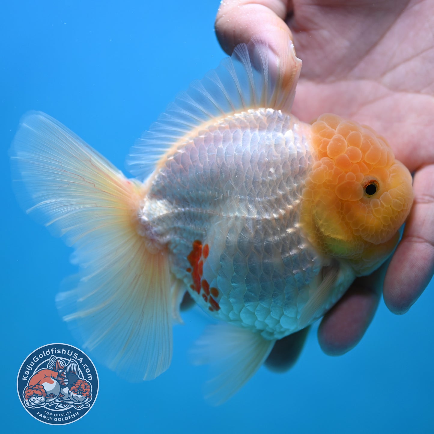 Lemon Head Red White Rose Tail Oranda 4 inches Body (250502_OR17)