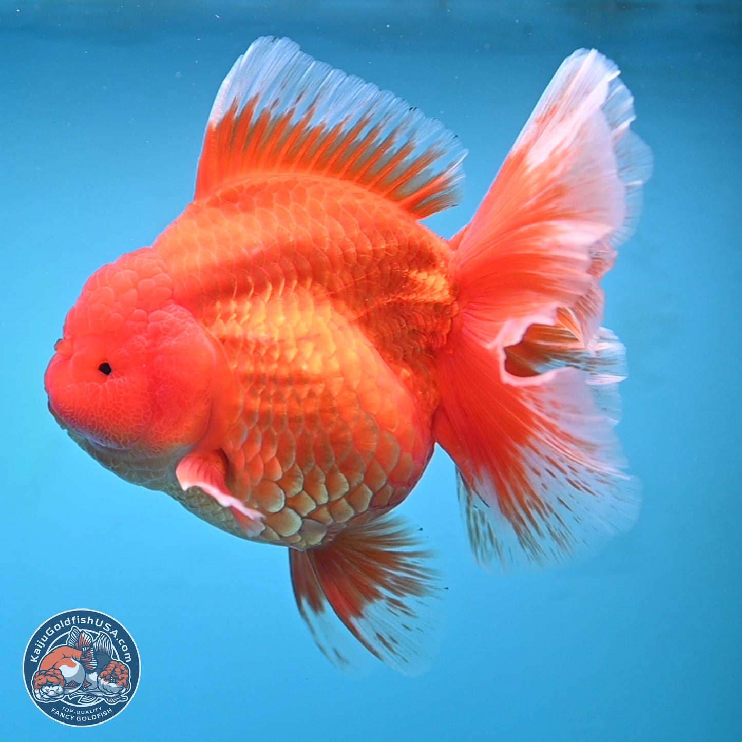 Super Jumbo Shogun Classic Red Rose Tail Oranda 7.5 inches - Female (241115_OR17) - Kaiju Goldfish USA