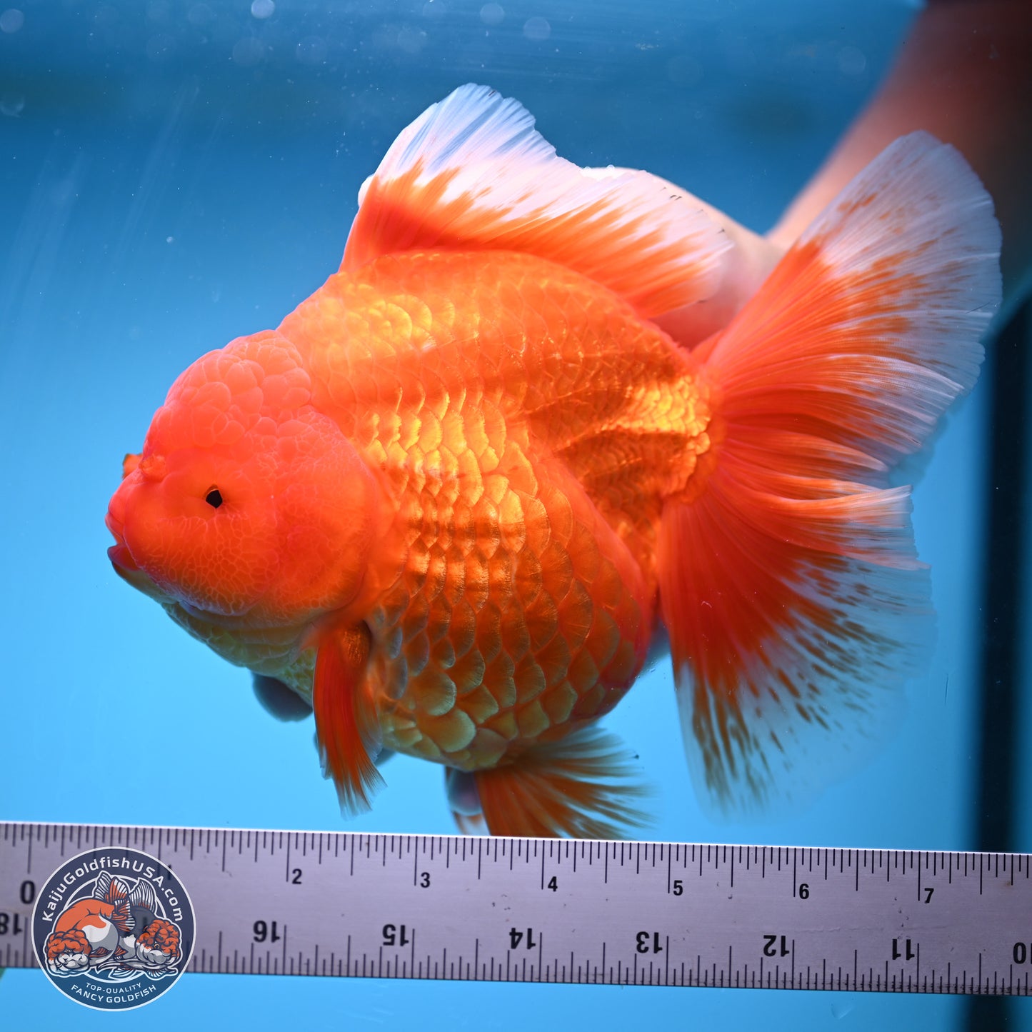 Super Jumbo Shogun Classic Red Rose Tail Oranda 7.5 inches - Female (241115_OR17) - Kaiju Goldfish USA