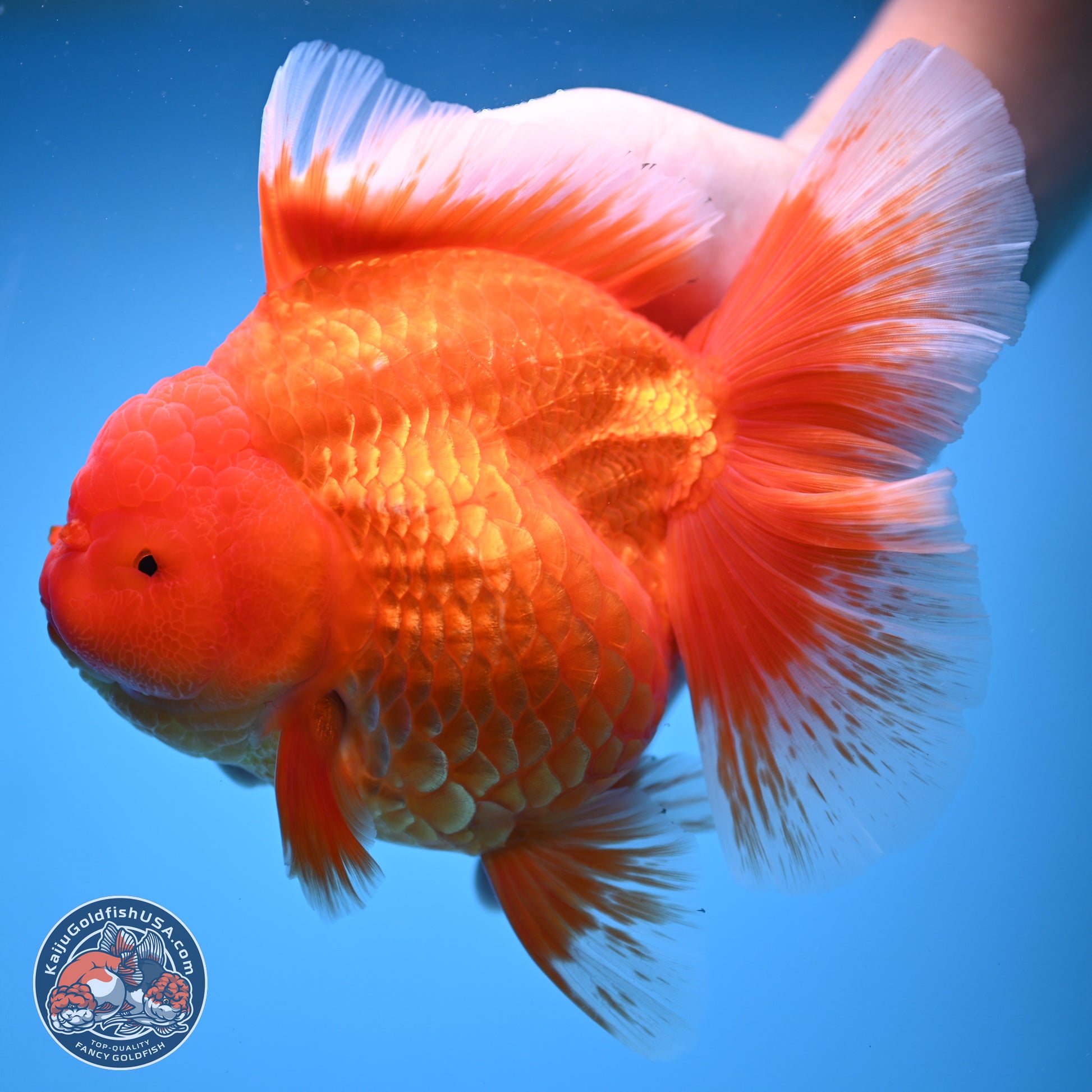 Super Jumbo Shogun Classic Red Rose Tail Oranda 7.5 inches - Female (241115_OR17) - Kaiju Goldfish USA