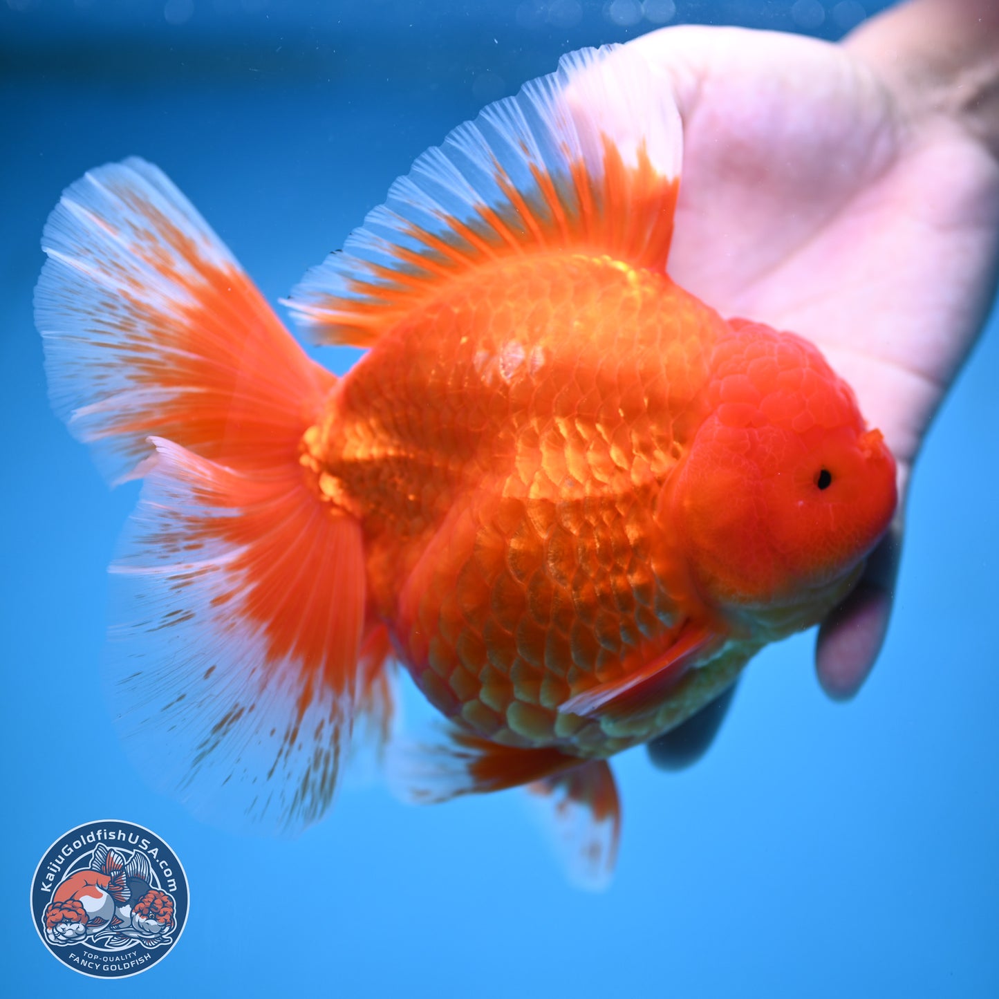 Super Jumbo Shogun Classic Red Rose Tail Oranda 7.5 inches - Female (241115_OR17) - Kaiju Goldfish USA