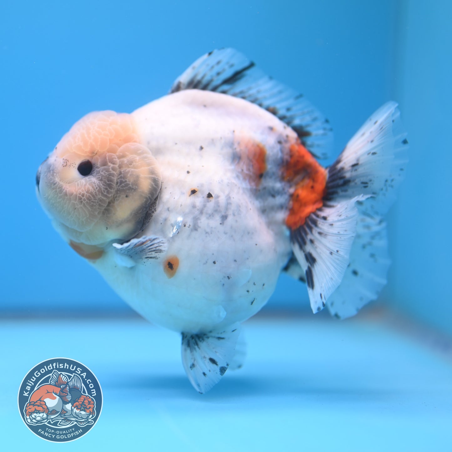 Shogun Godzilla Jumbo Calico Oranda 5 inch Body (250815_OR17)