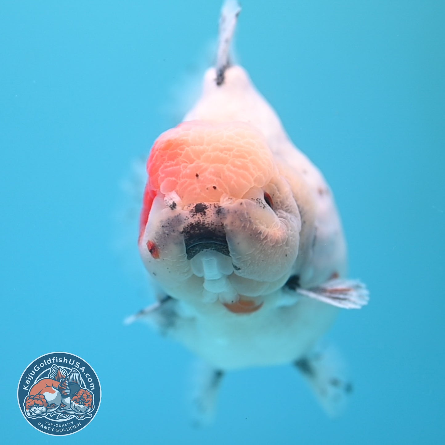 Shogun Godzilla Jumbo Calico Oranda 5 inch Body (250815_OR17)