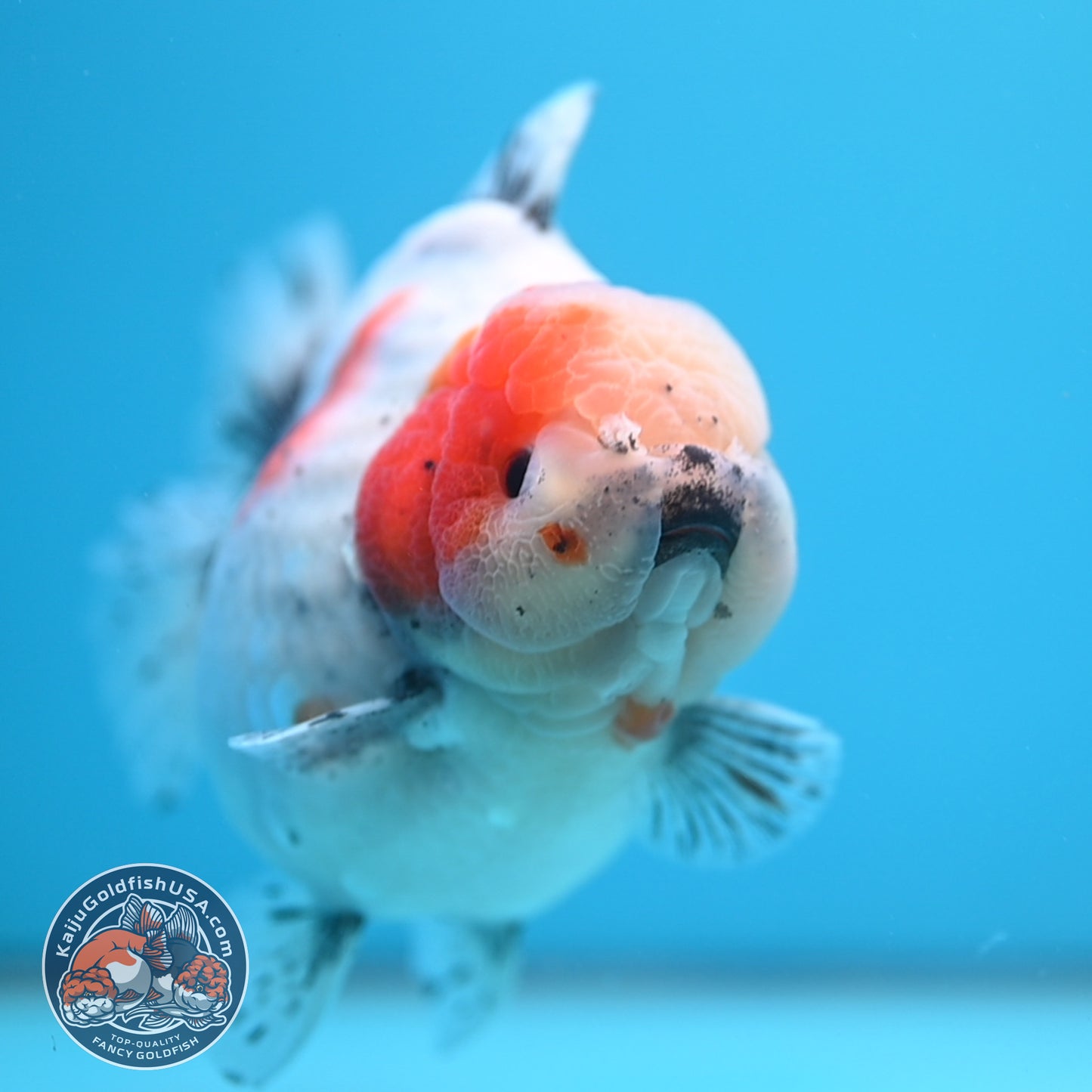Shogun Godzilla Jumbo Calico Oranda 5 inch Body (250815_OR17)