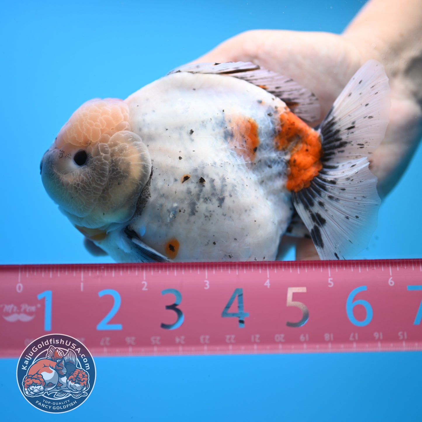 Shogun Godzilla Jumbo Calico Oranda 5 inch Body (250815_OR17)