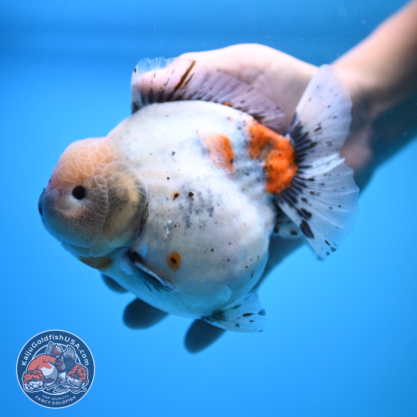 Shogun Godzilla Jumbo Calico Oranda 5 inch Body (250815_OR17)