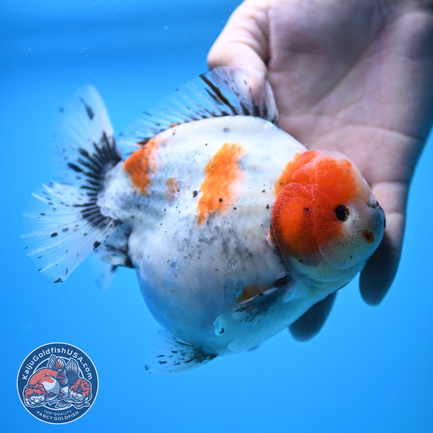 Shogun Godzilla Jumbo Calico Oranda 5 inch Body (250815_OR17)