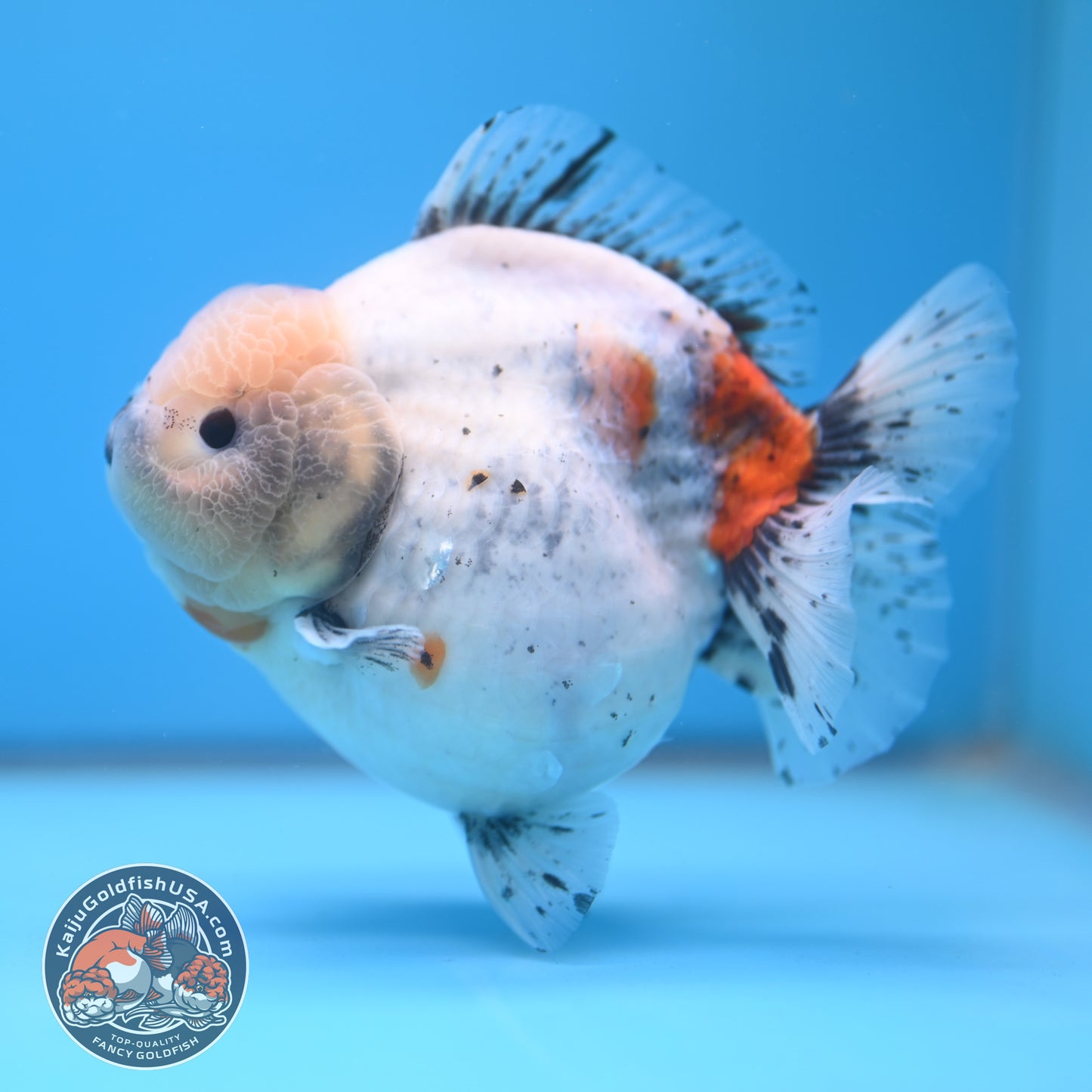 Shogun Godzilla Jumbo Calico Oranda 5 inch Body (250815_OR17)