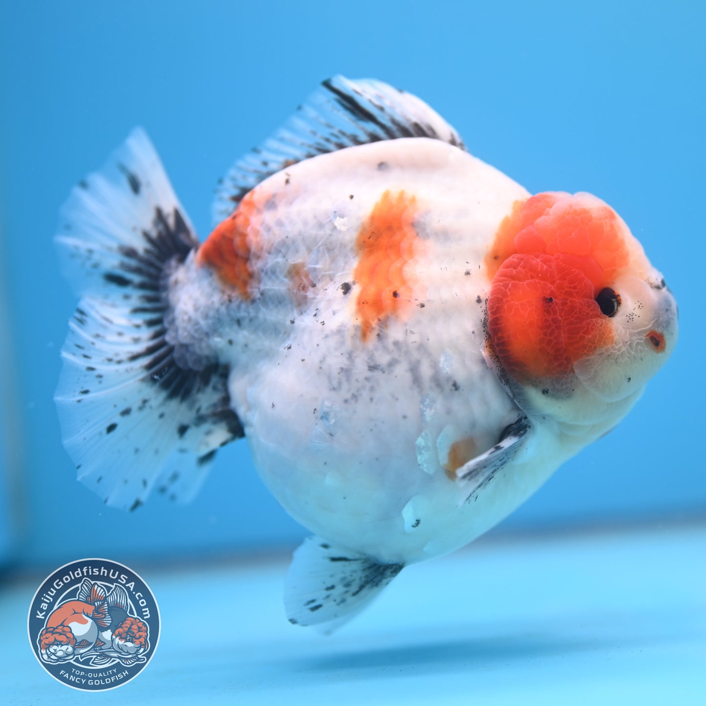 Shogun Godzilla Jumbo Calico Oranda 5 inch Body (250815_OR17)