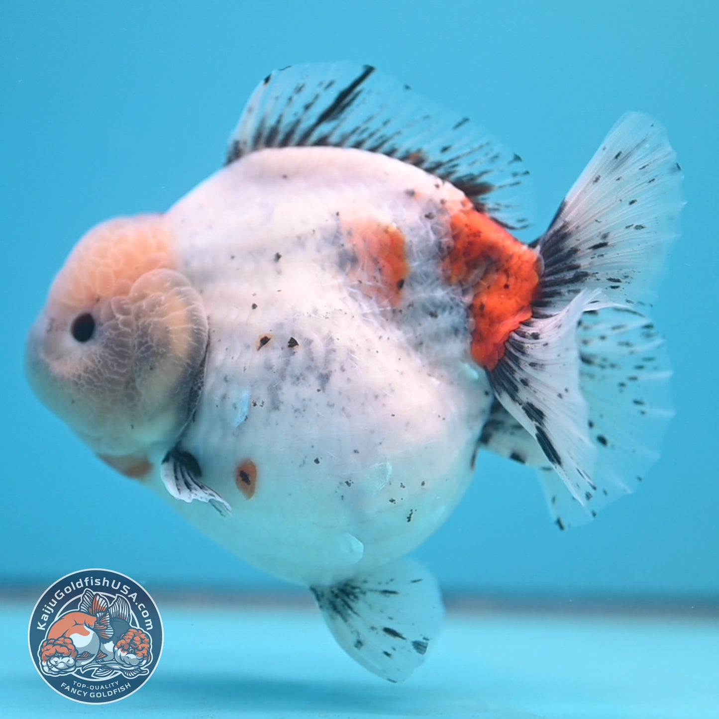 Shogun Godzilla Jumbo Calico Oranda 5 inch Body (250815_OR17)