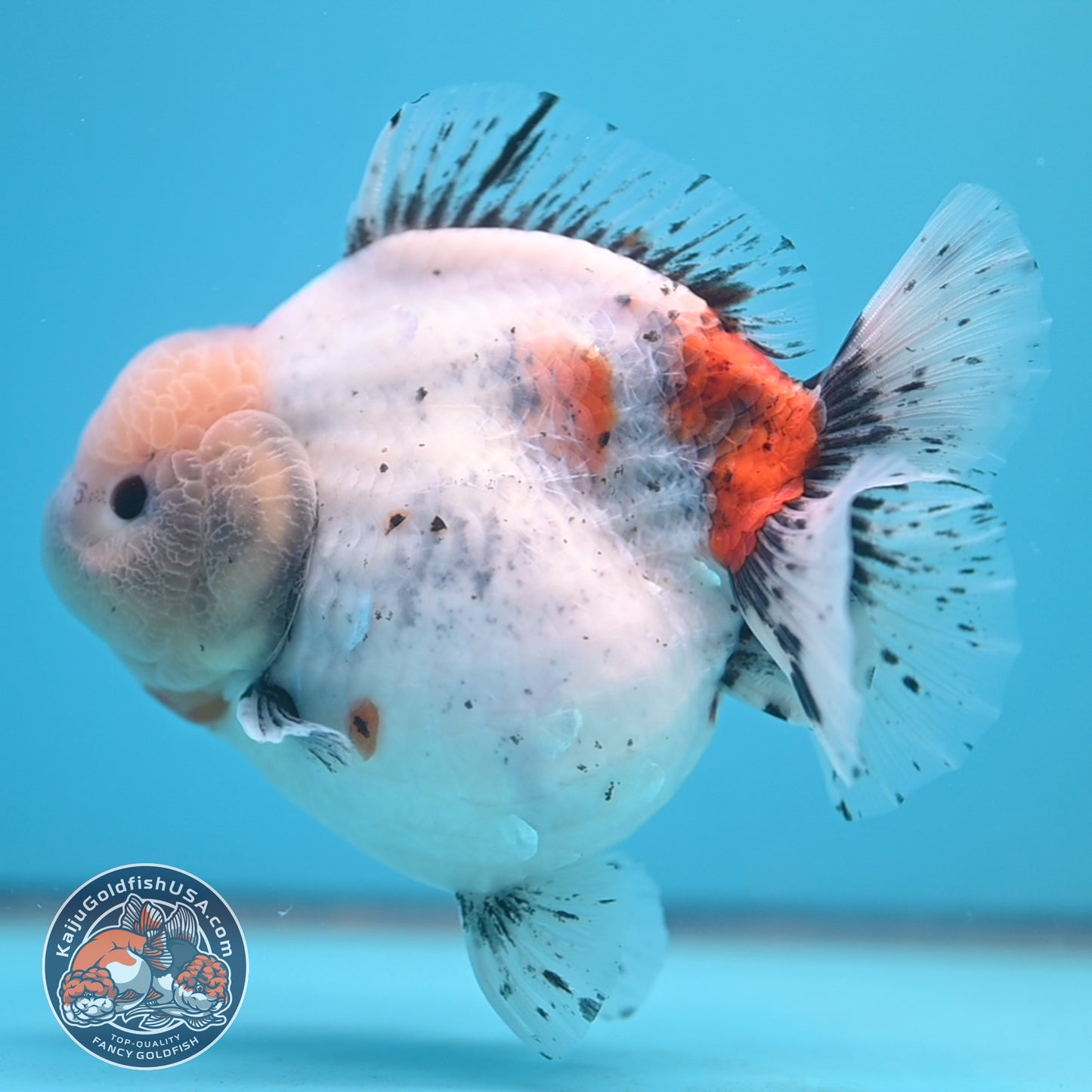 Shogun Godzilla Jumbo Calico Oranda 5 inch Body (250815_OR17)