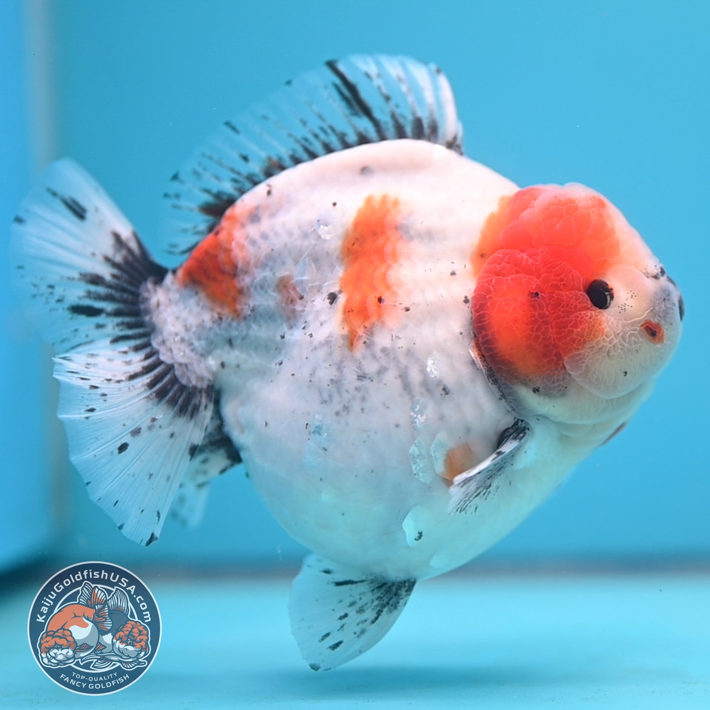 Shogun Godzilla Jumbo Calico Oranda 5 inch Body (250815_OR17)