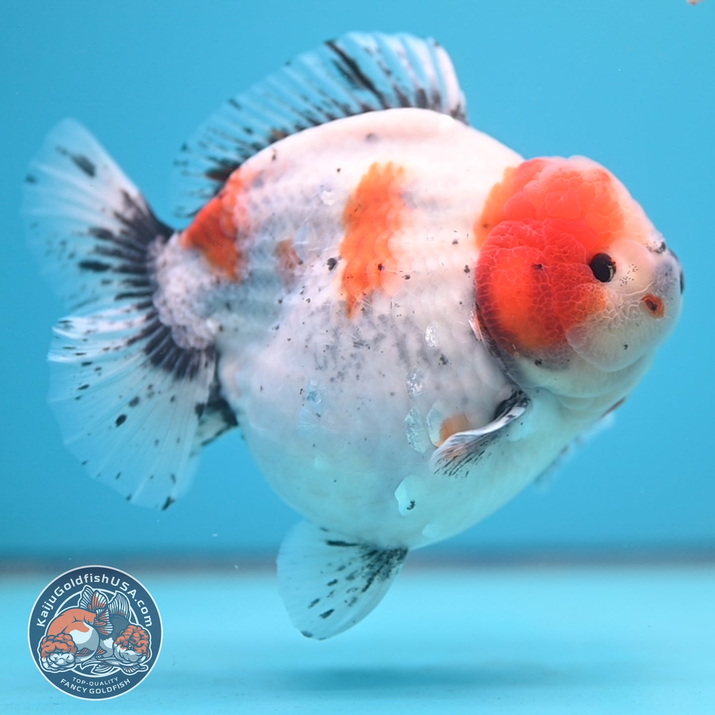 Shogun Godzilla Jumbo Calico Oranda 5 inch Body (250815_OR17)