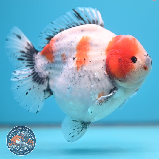 Shogun Godzilla Jumbo Calico Oranda 5 inch Body (250815_OR17)