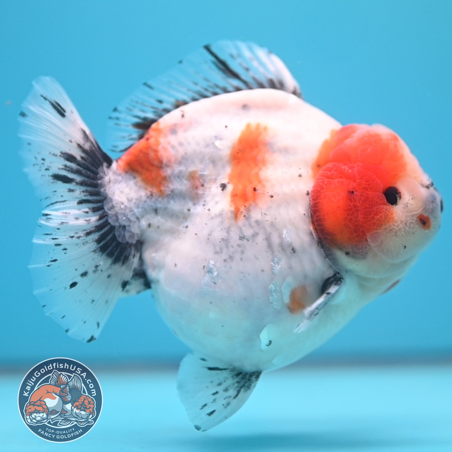 Shogun Godzilla Jumbo Calico Oranda 5 inch Body (250815_OR17)