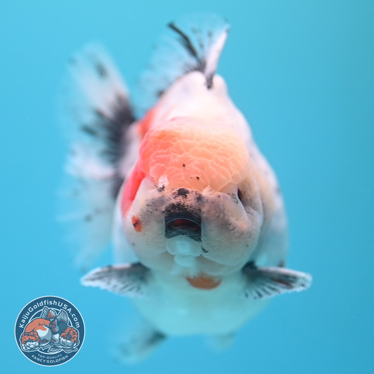 Shogun Godzilla Jumbo Calico Oranda 5 inch Body (250815_OR17)
