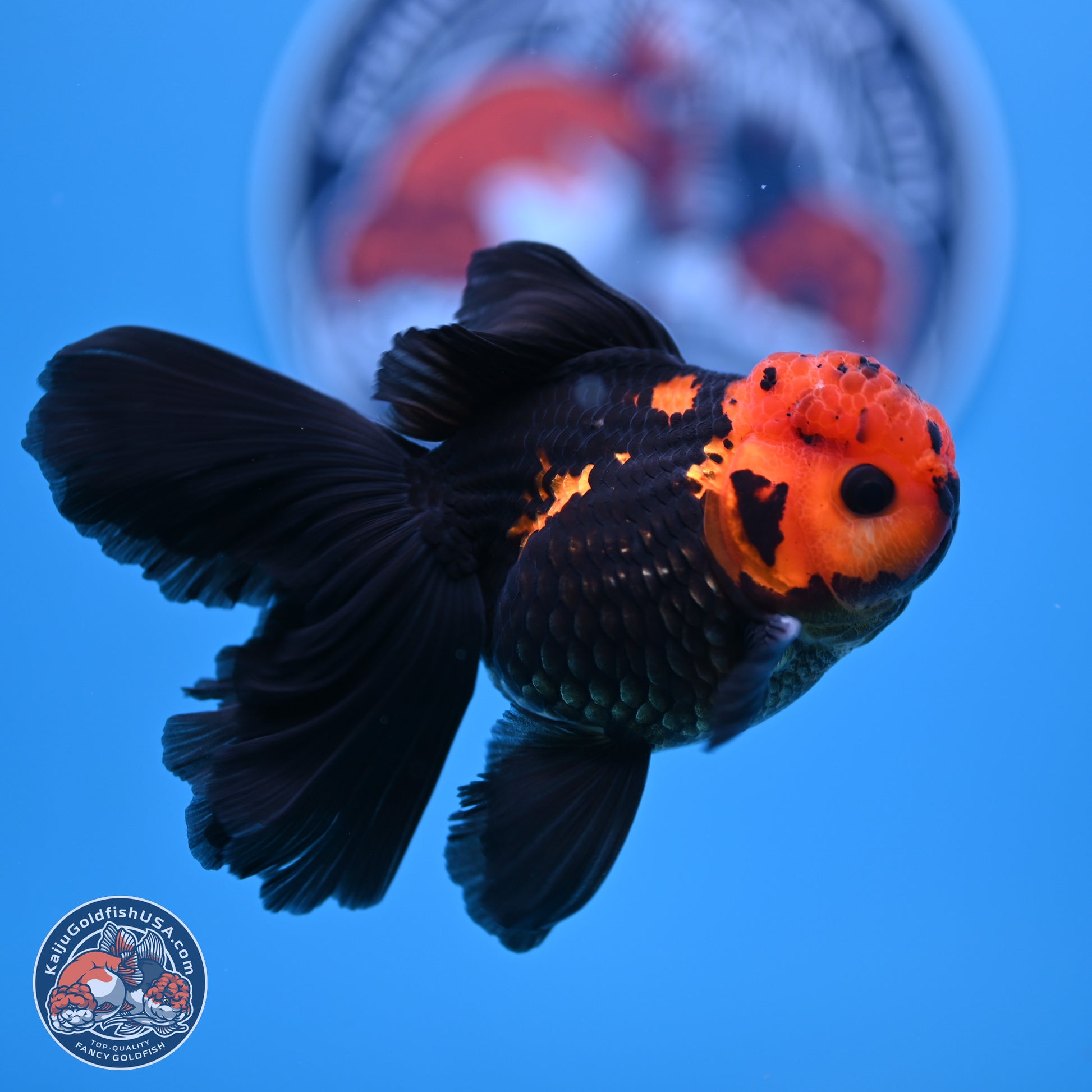 Apache Orchid Tail Oranda 3in Body (240816_OR17) - Kaiju Goldfish USA