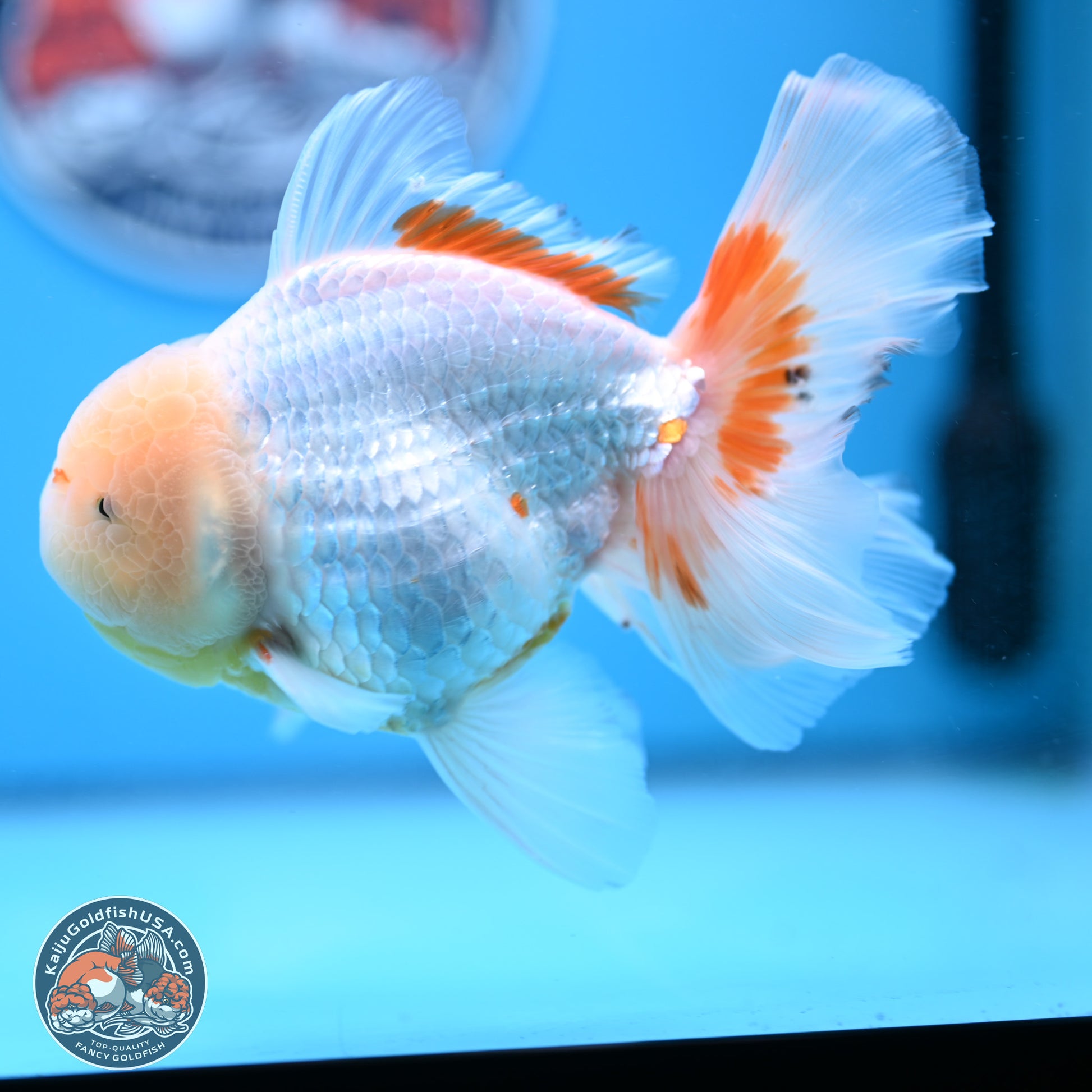 Lemon Head Red White Rose Tail Oranda 4-6 inches (240906_OR17) - Kaiju Goldfish USA