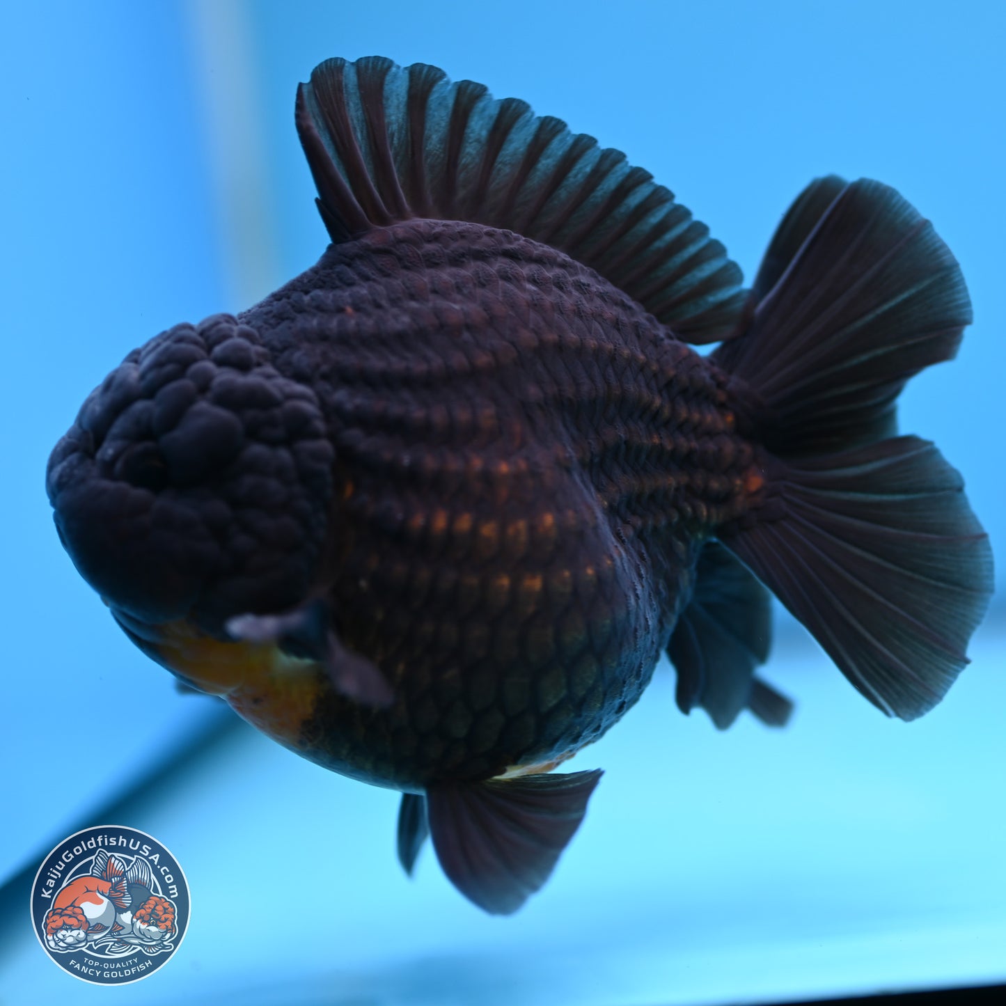 Black YuanBao Oranda 4 inches Body - Male (250314_OR17)