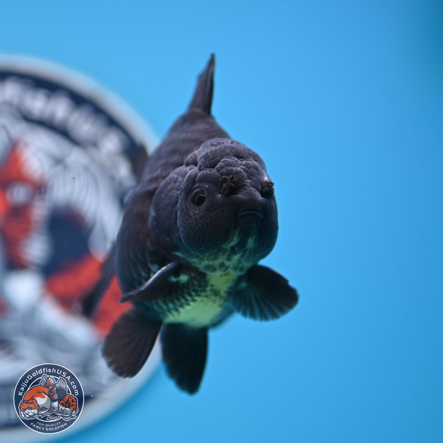 Shogun Jet Black Oranda 3.25 inches Body - Male (250328_OR17)