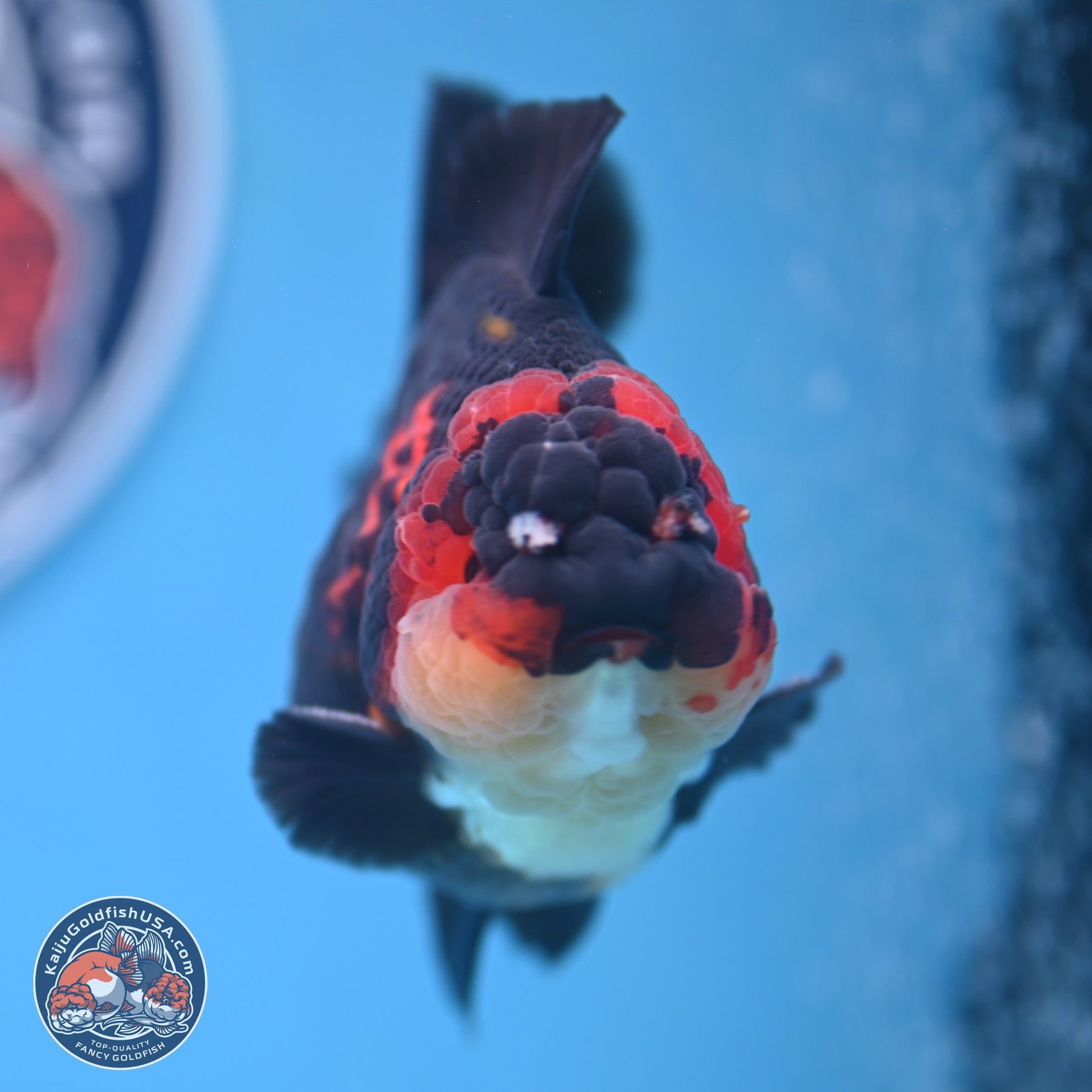 Tricolor YuanBao Oranda 3.5 inches Body - Male (241227_OR17) - Kaiju Goldfish USA