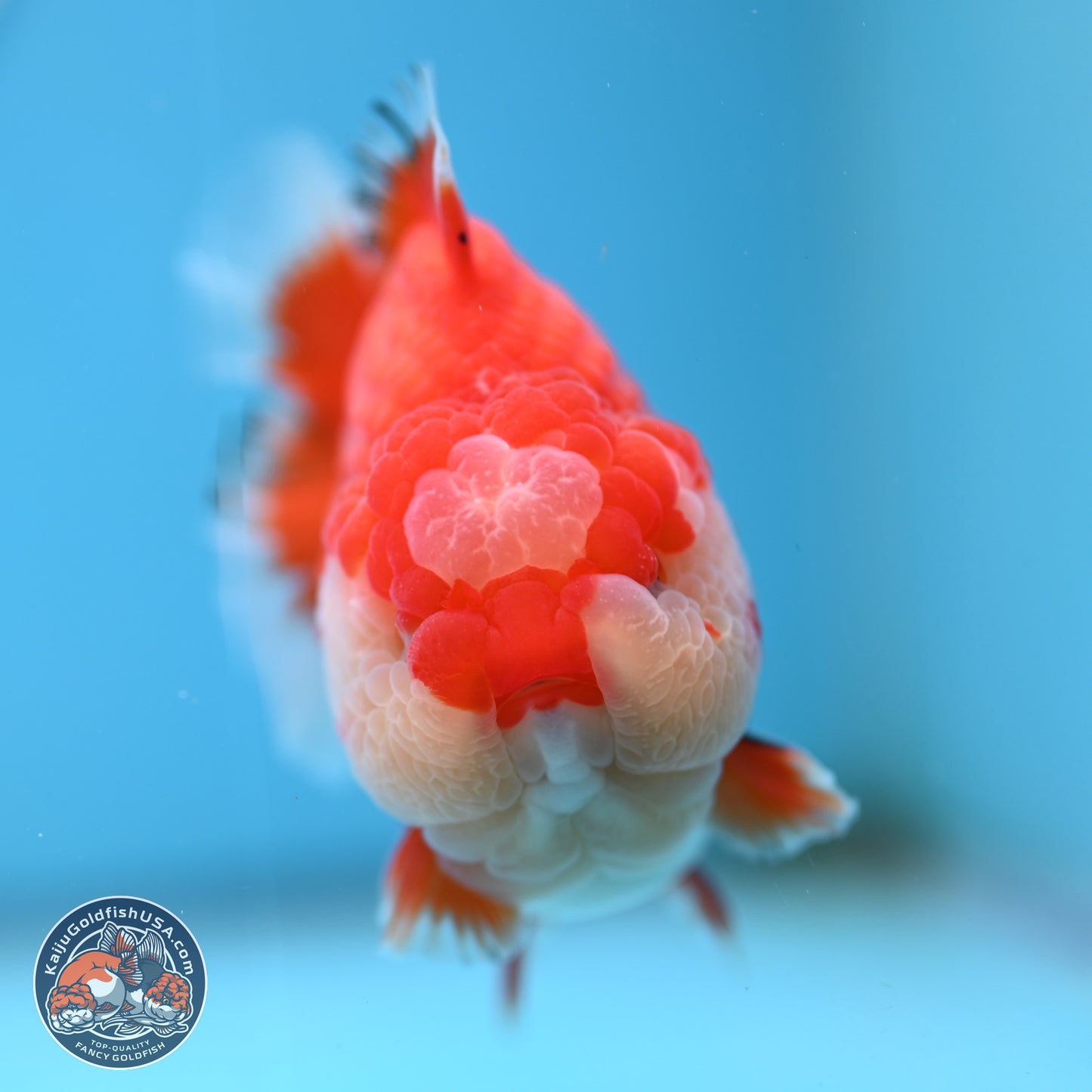 Jade Seal Red White YuanBao Oranda 3.5 inches Body - Male (250214_OR17)