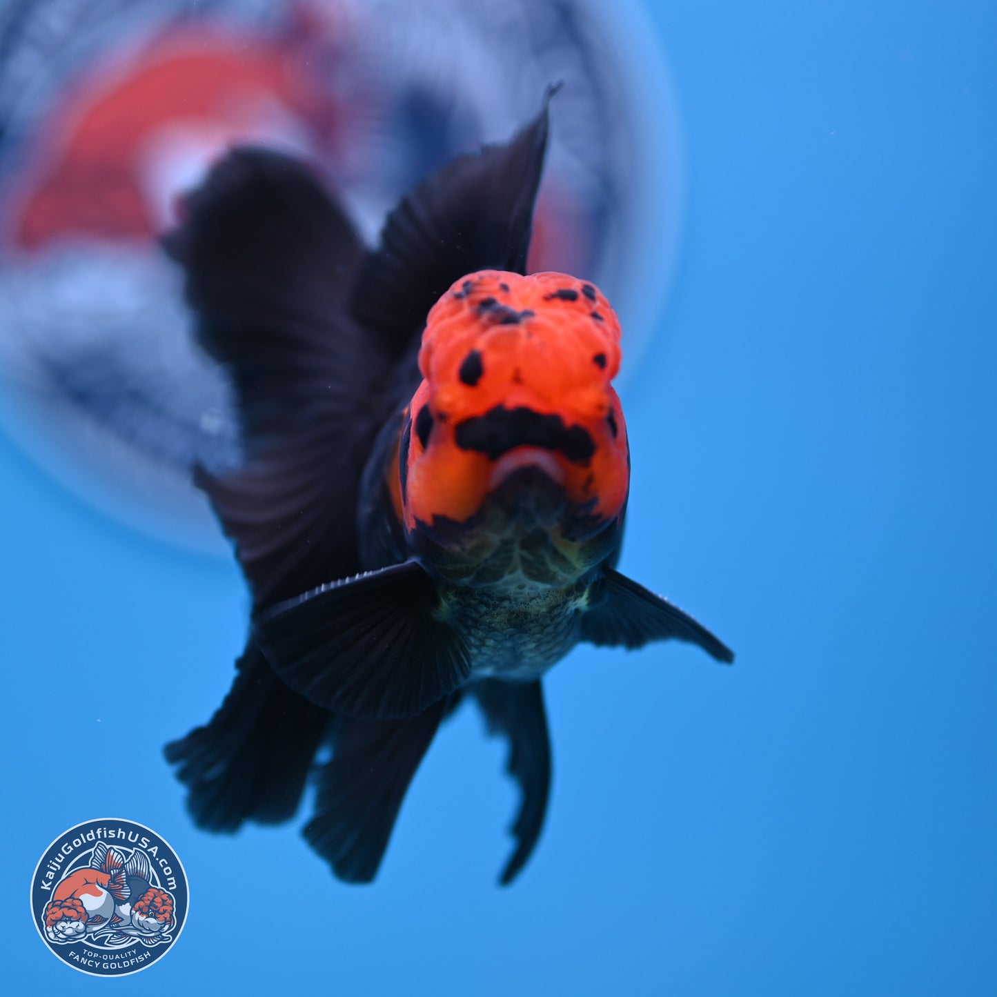 Apache Orchid Tail Oranda 3in Body (240816_OR17) - Kaiju Goldfish USA