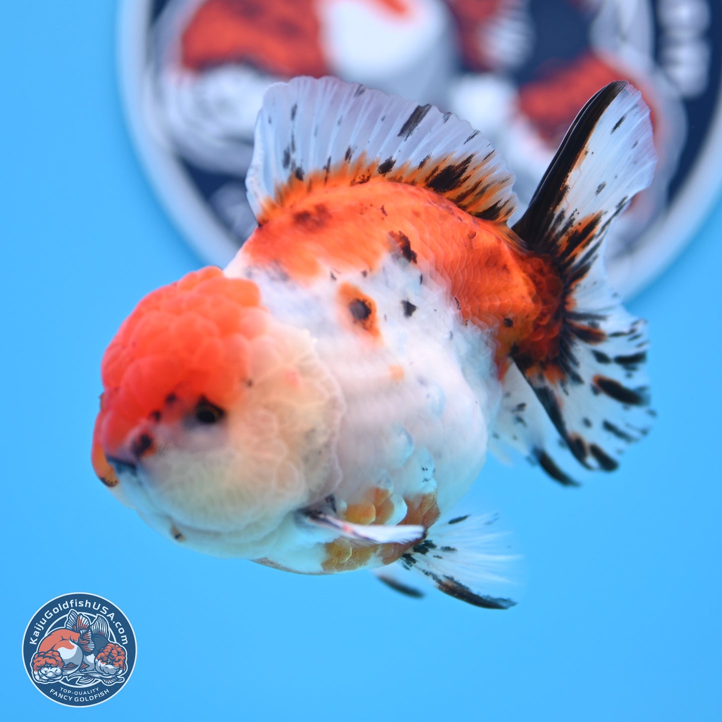 Shogun Calico Oranda 3.75 inches Body - Male (250207_OR17)