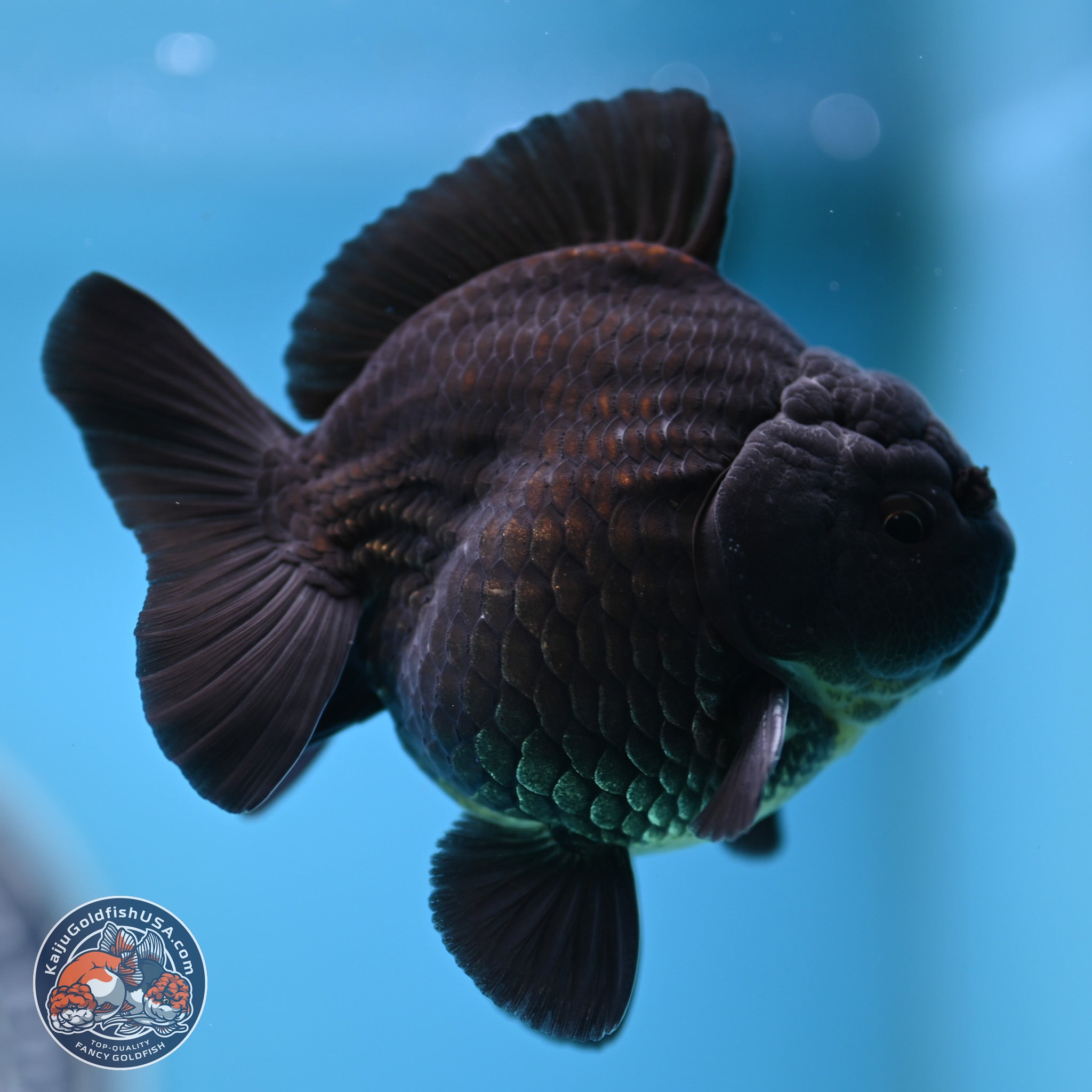 Shogun Jet Black Oranda Goldfish for Sale | Kaiju Goldfish USA