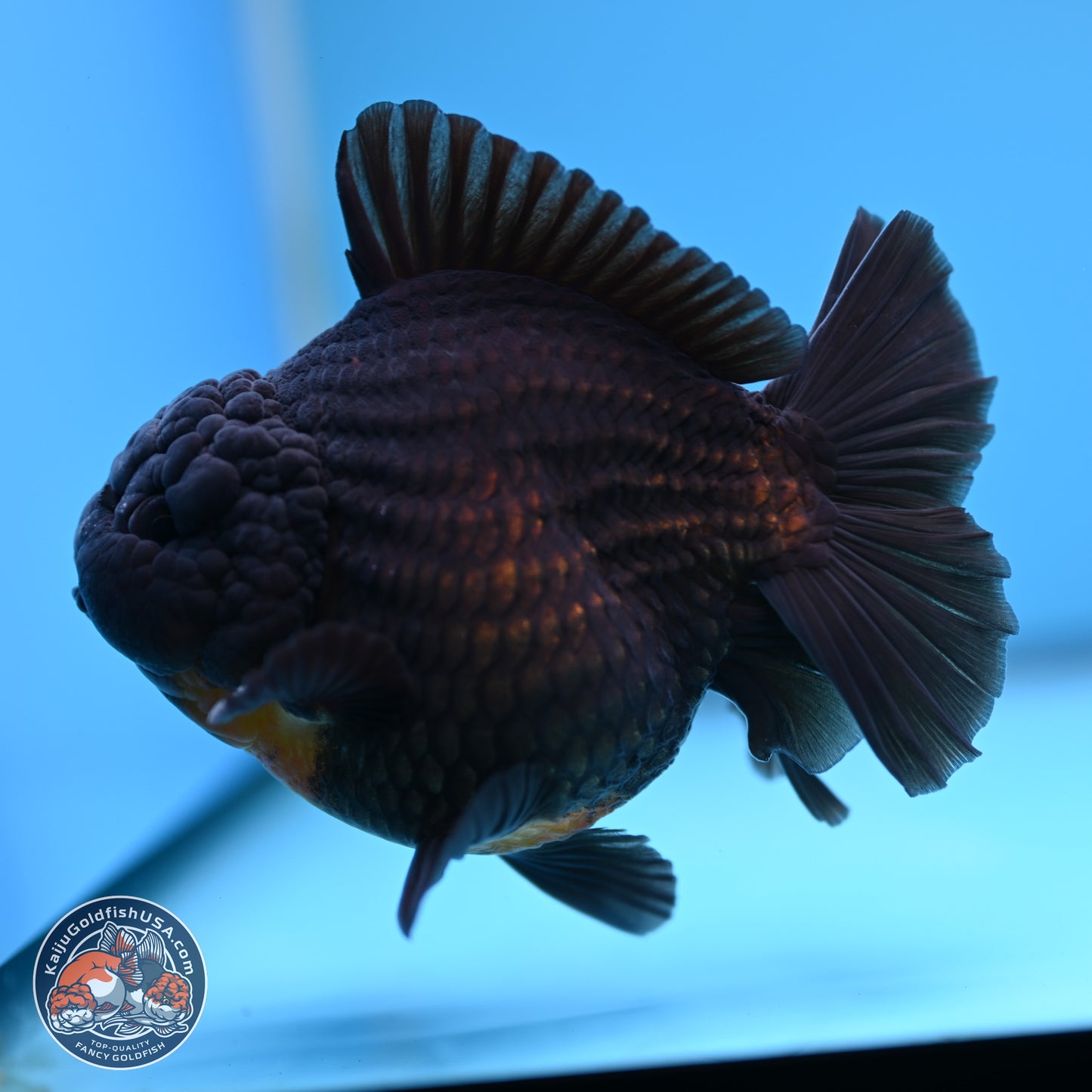 Black YuanBao Oranda 4 inches Body - Male (250314_OR17)