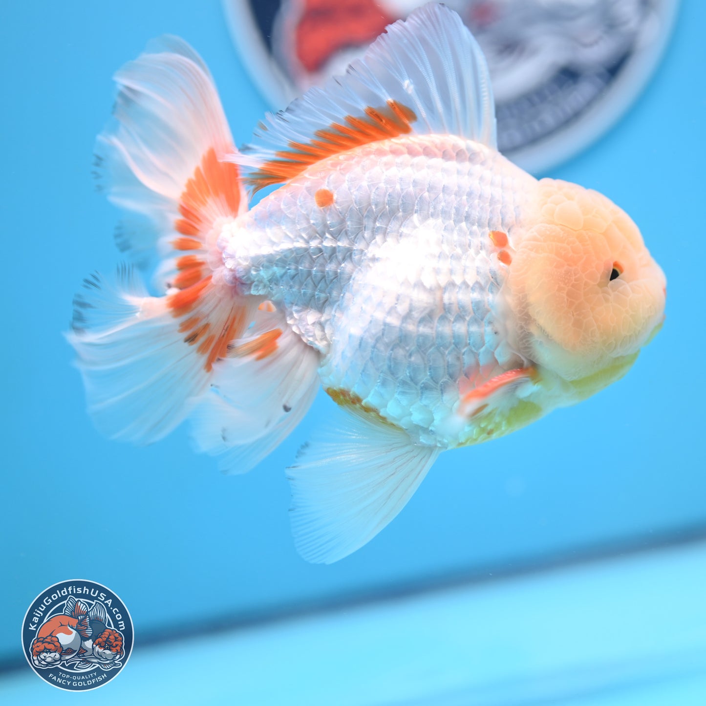 Lemon Head Red White Rose Tail Oranda 4-6 inches (240906_OR17) - Kaiju Goldfish USA