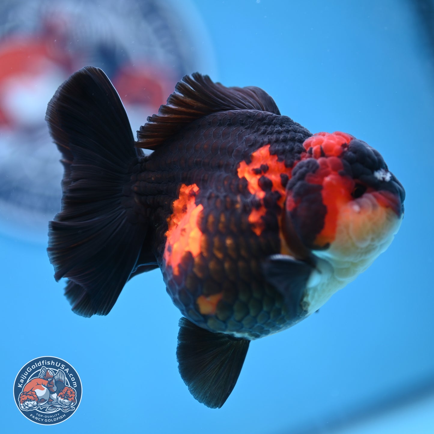 Tricolor YuanBao Oranda 3.5 inches Body - Male (241227_OR17) - Kaiju Goldfish USA